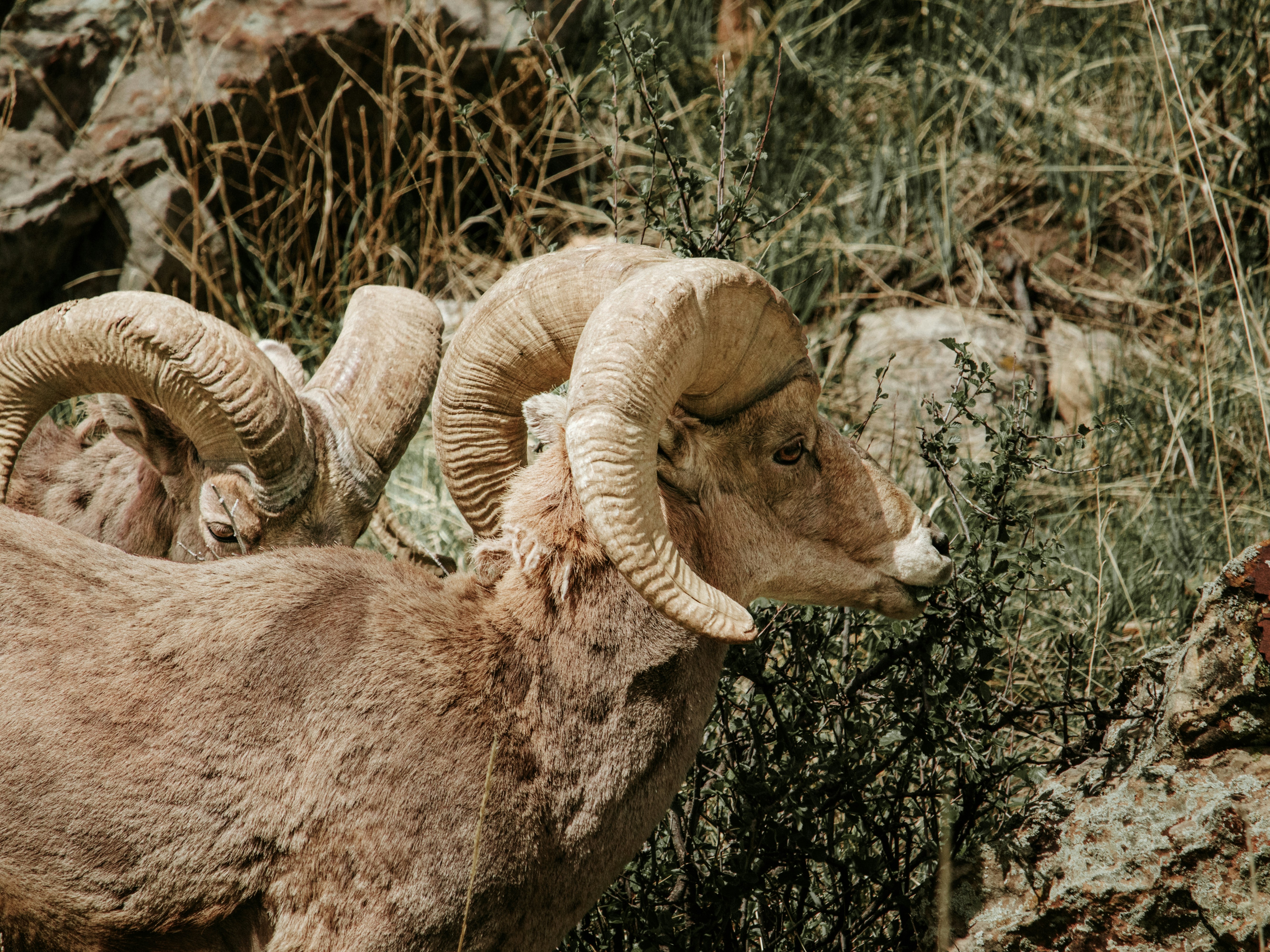 Two rams standing next to each other on a rocky hillside photo – Free ...