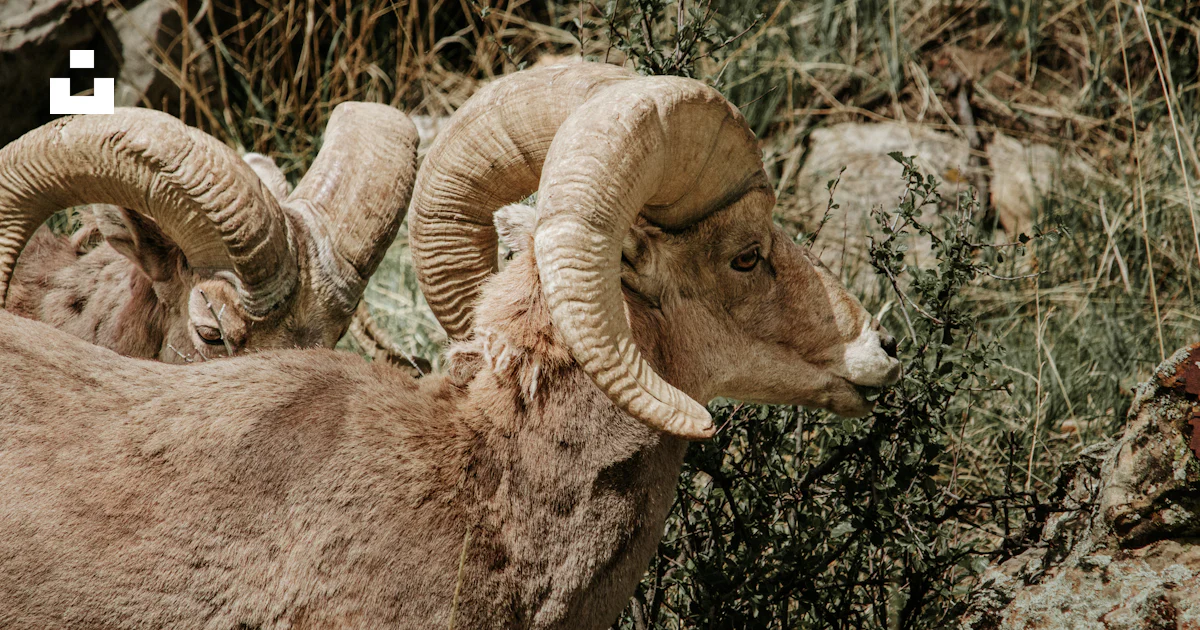 Two rams standing next to each other on a rocky hillside photo – Free ...