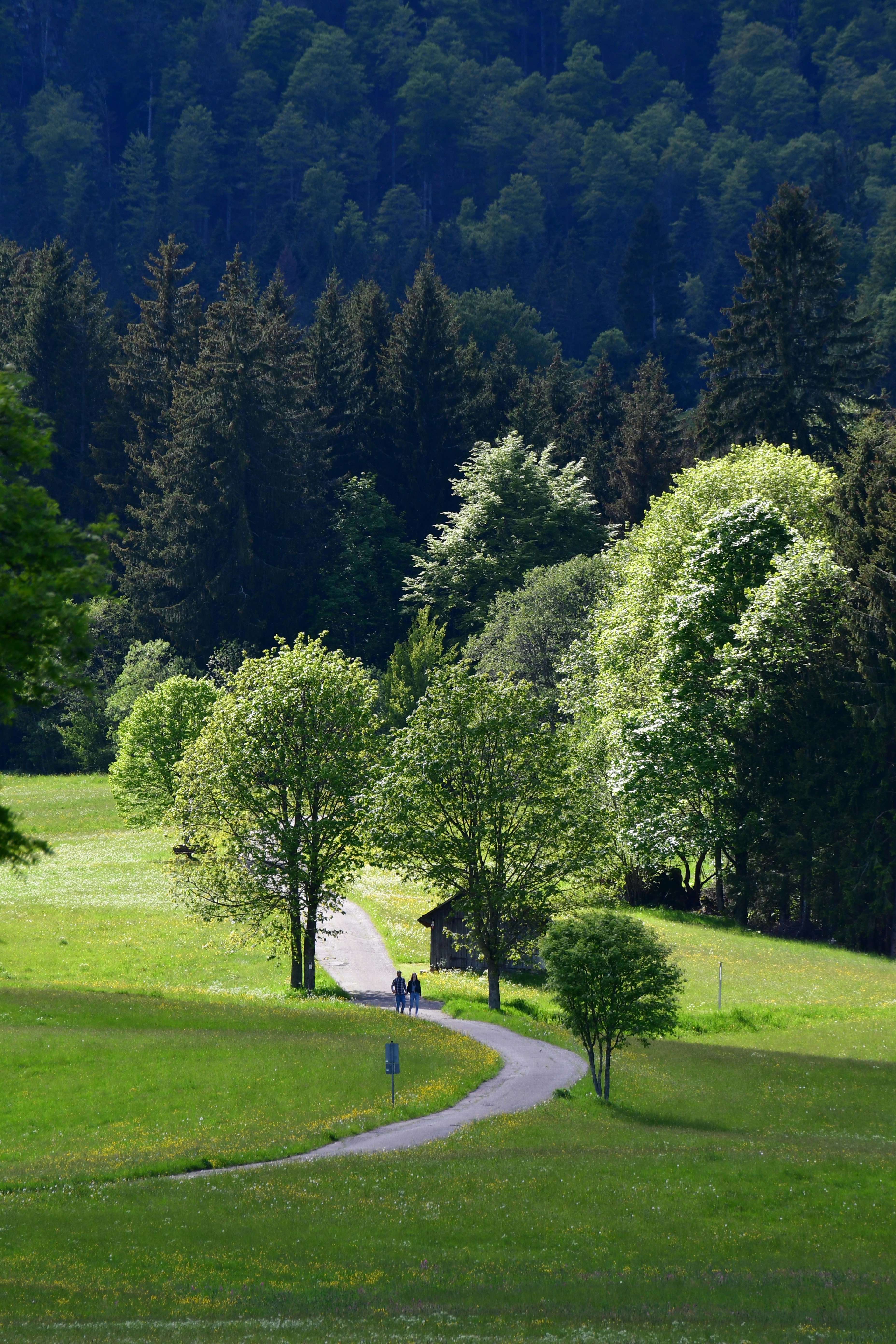 A person walking down a path through a lush green field photo – Free ...