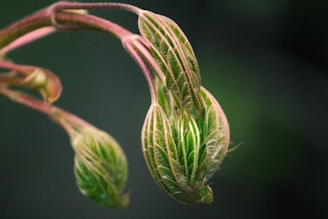 a close up of a flower bud with a blurry background