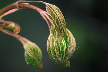 a close up of a flower bud with a blurry background