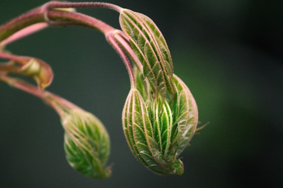 a close up of a flower bud with a blurry background
