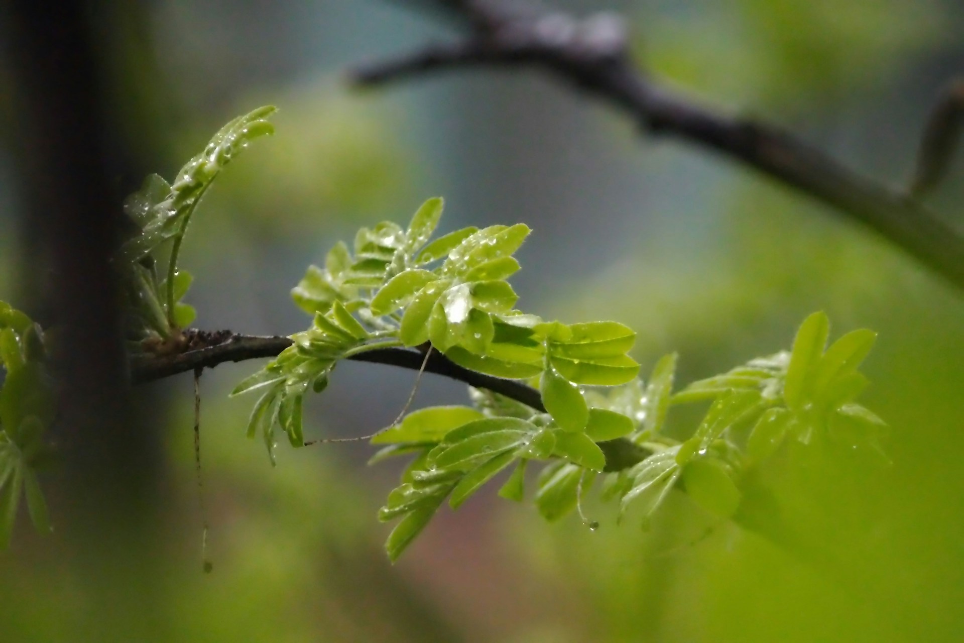 a branch of a tree with green leaves