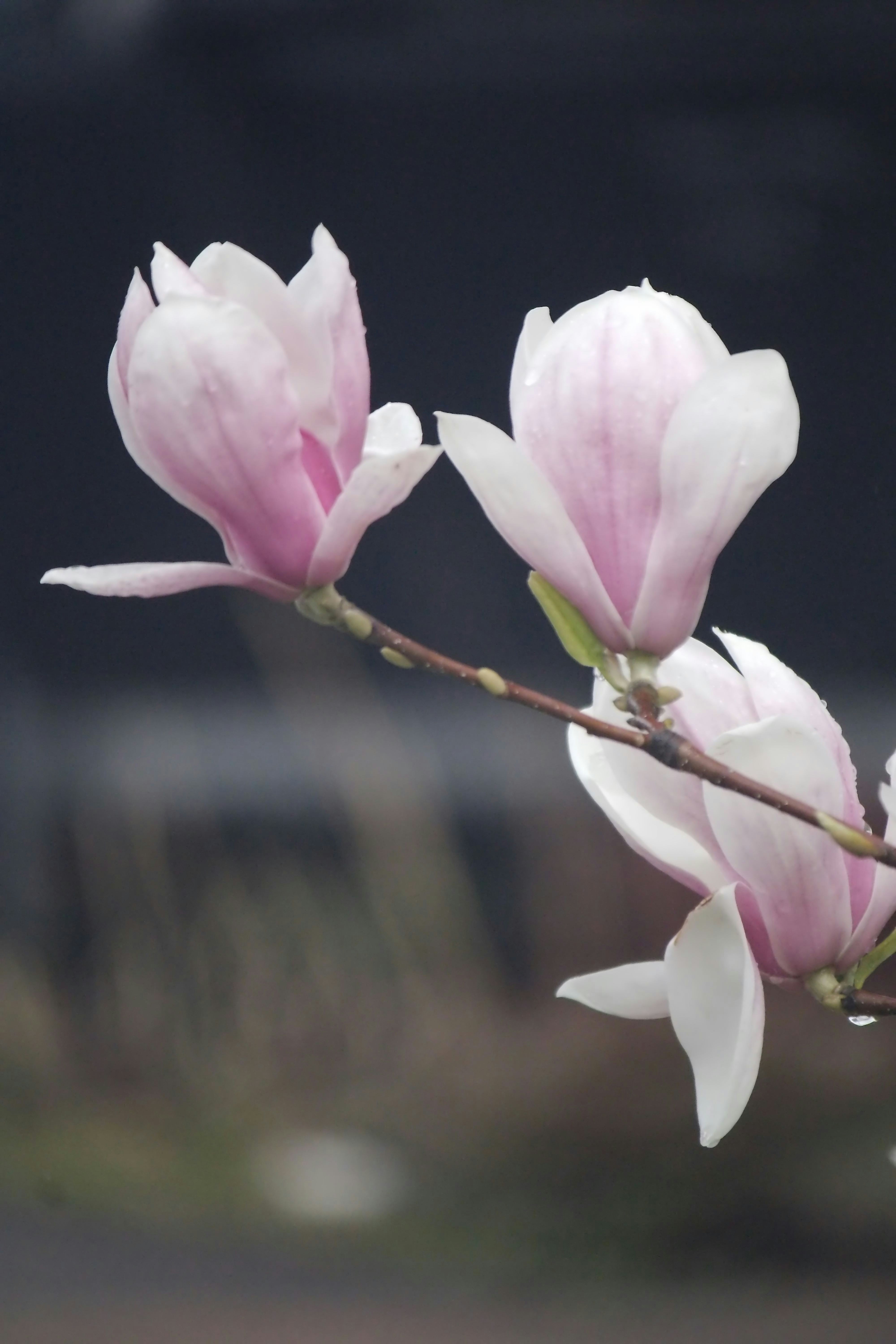 a branch with pink and white flowers on it