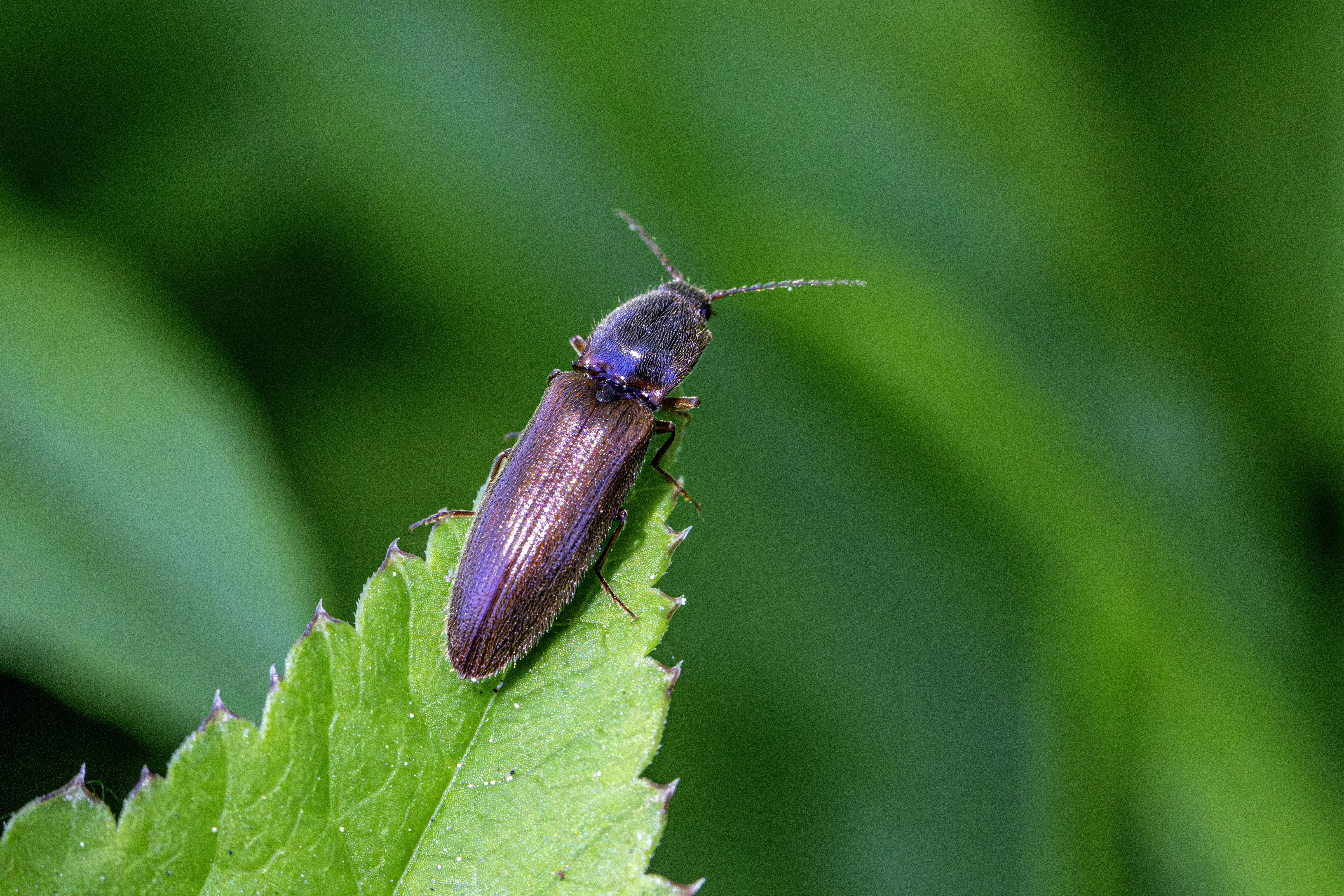 a close up of a bug on a leaf