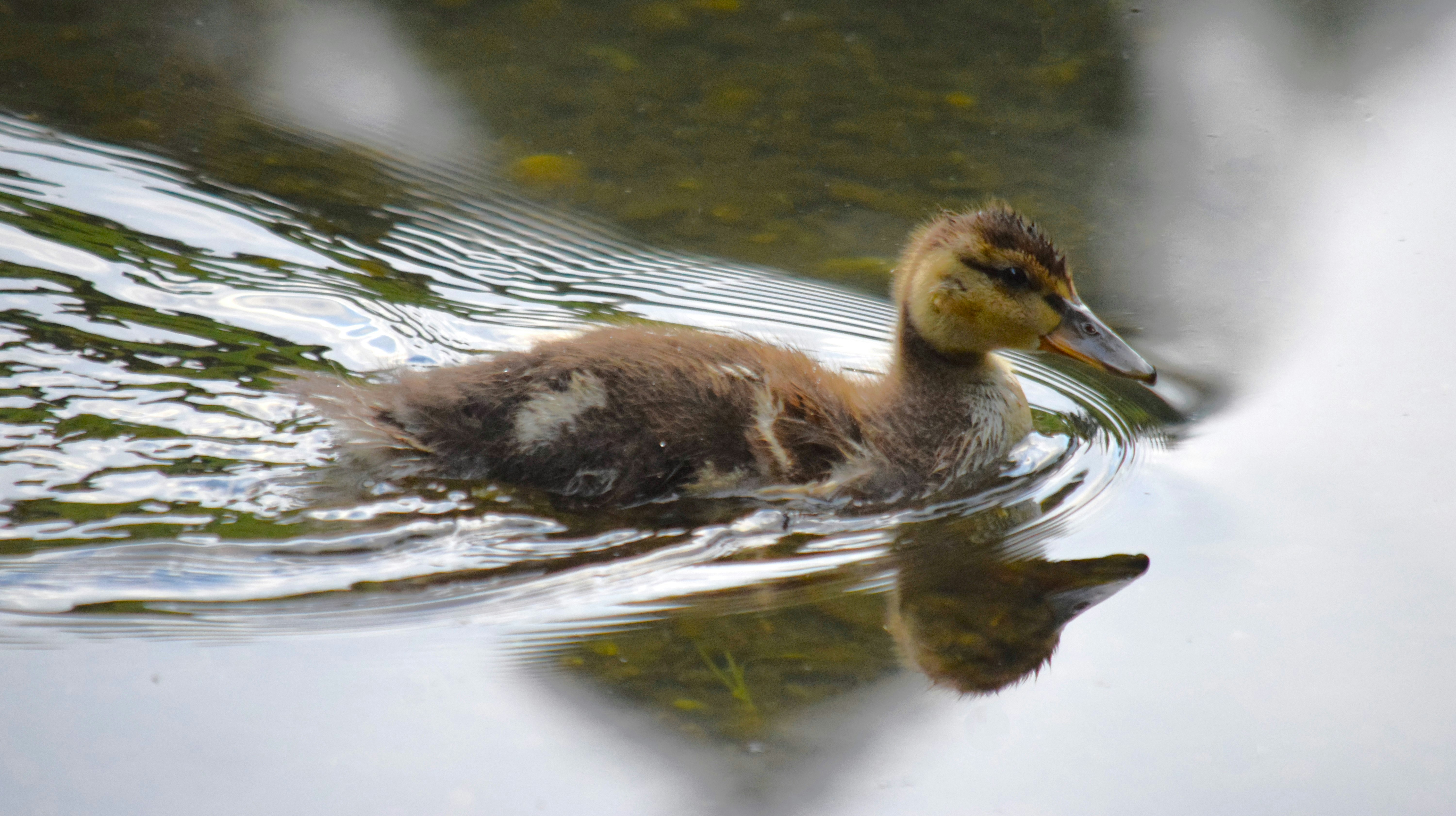 Photo by fr0ggy5_fr0ggy5