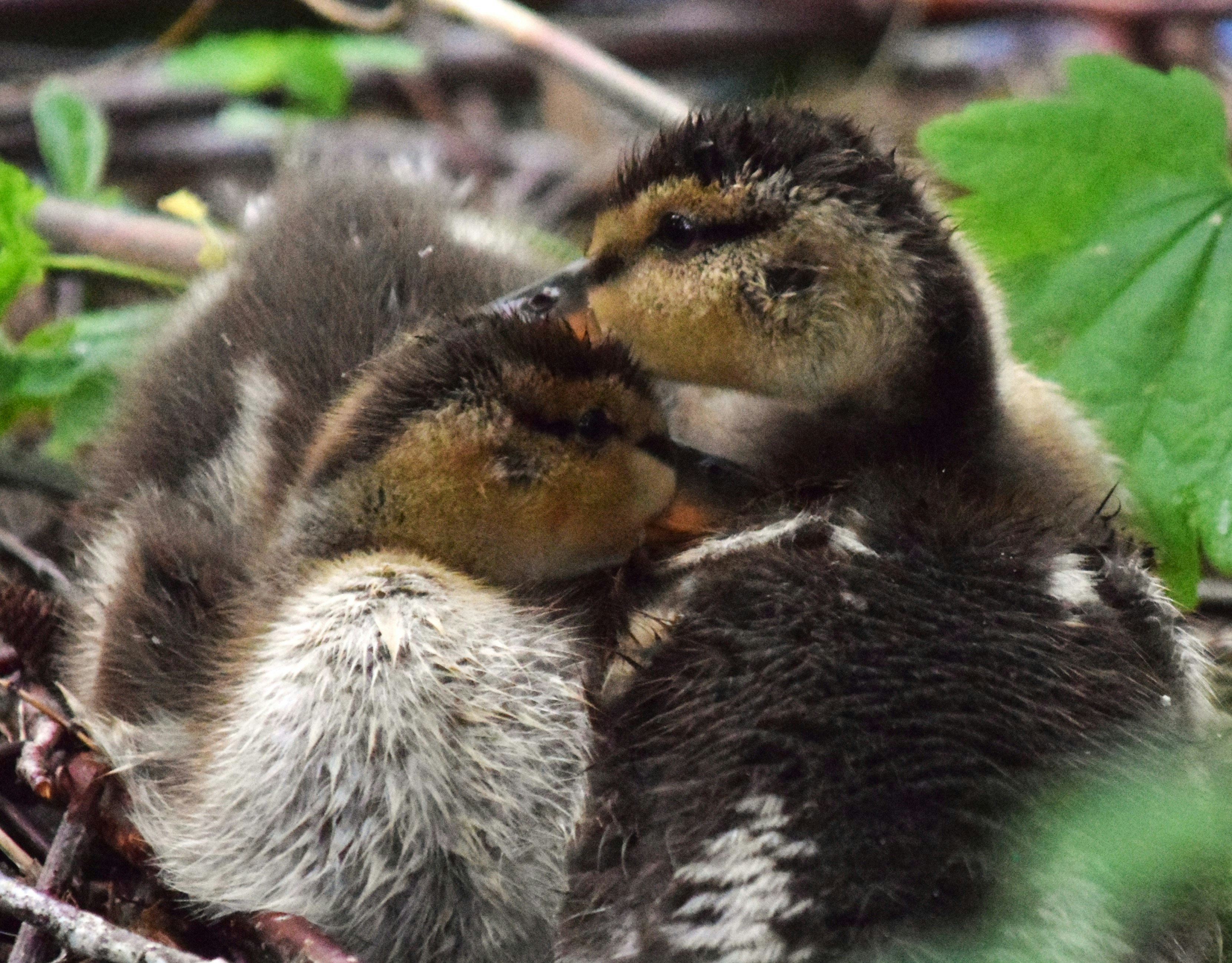 Photo by fr0ggy5_fr0ggy5