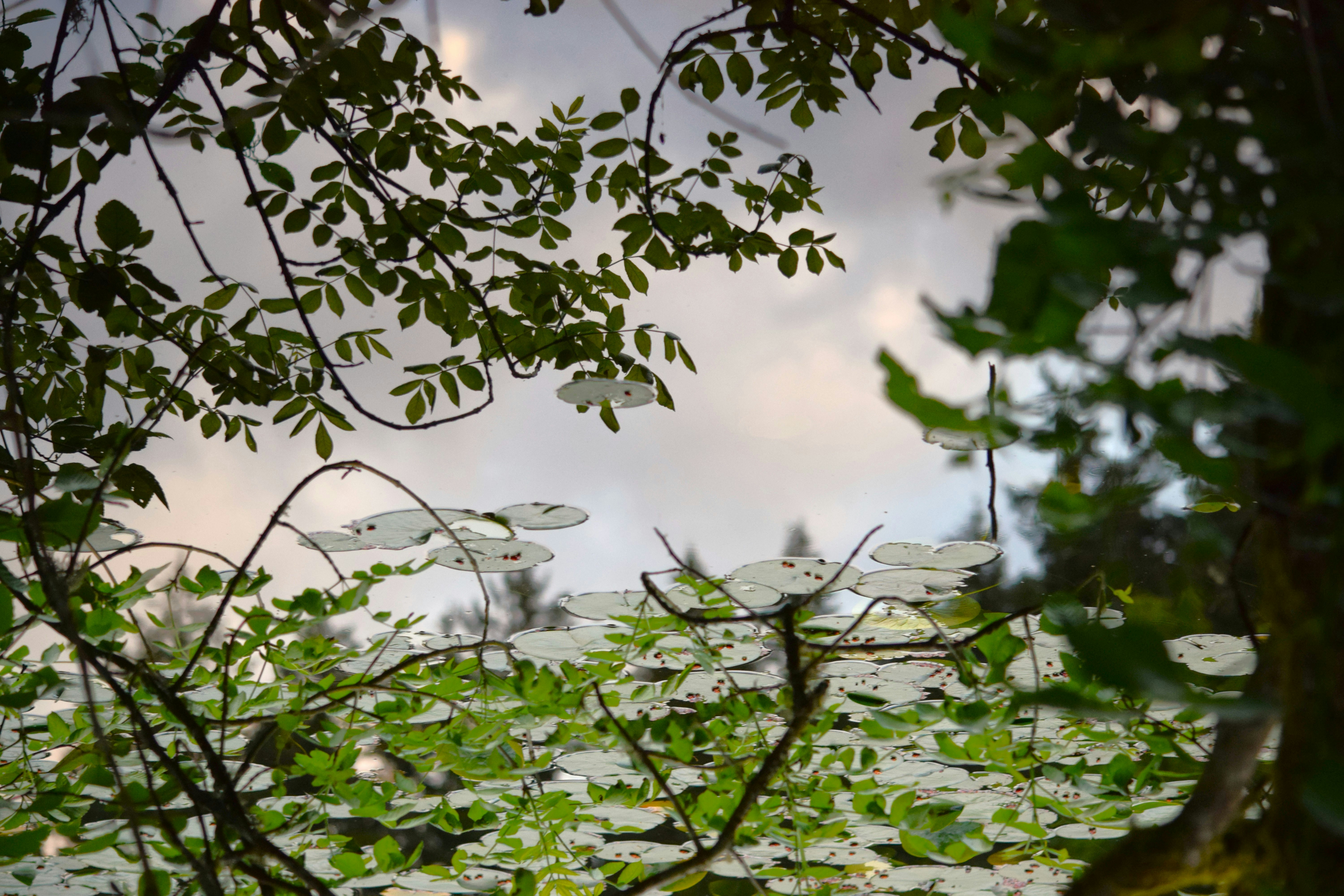 Photo by fr0ggy5_fr0ggy5