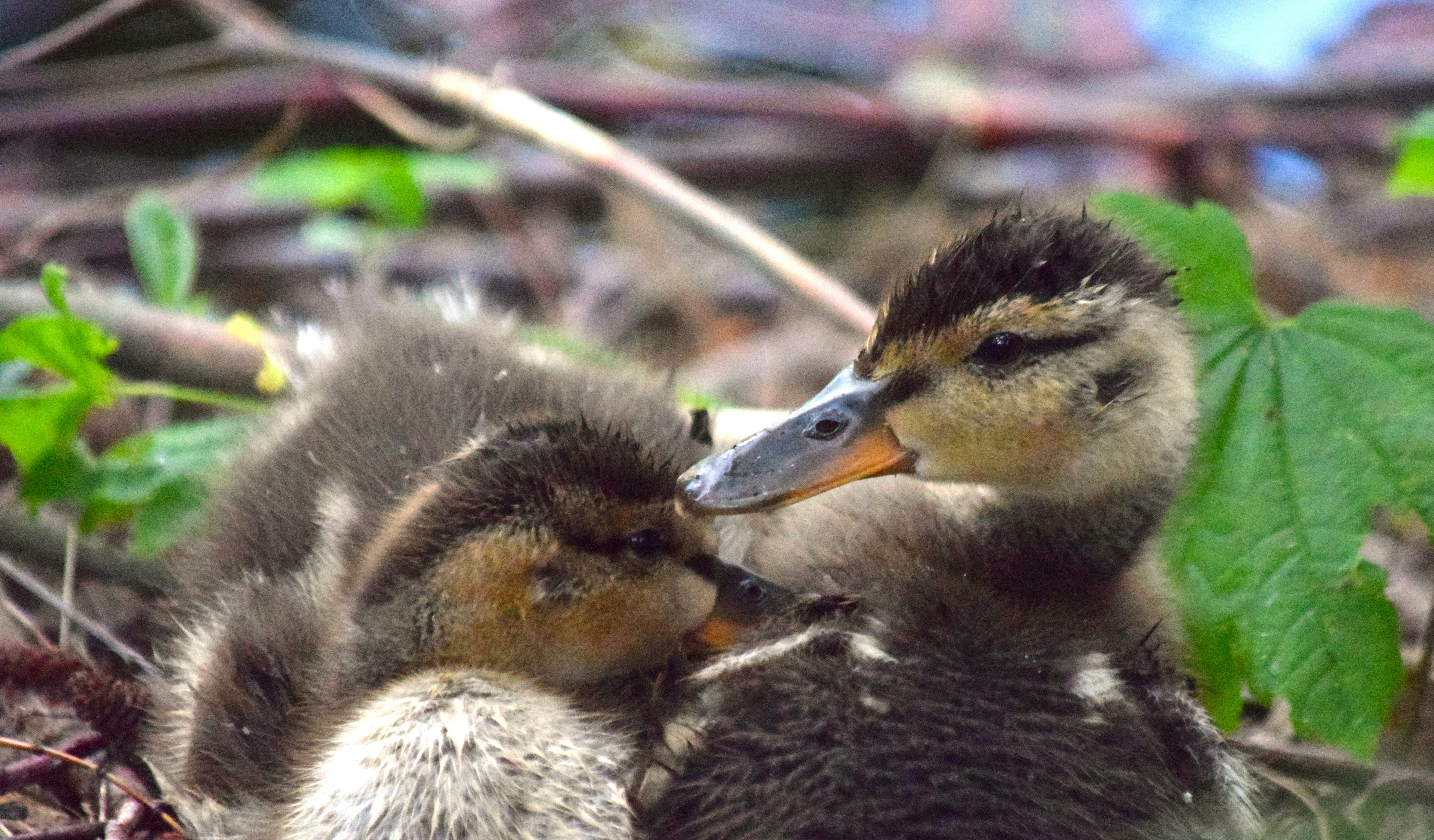 Photo by fr0ggy5_fr0ggy5