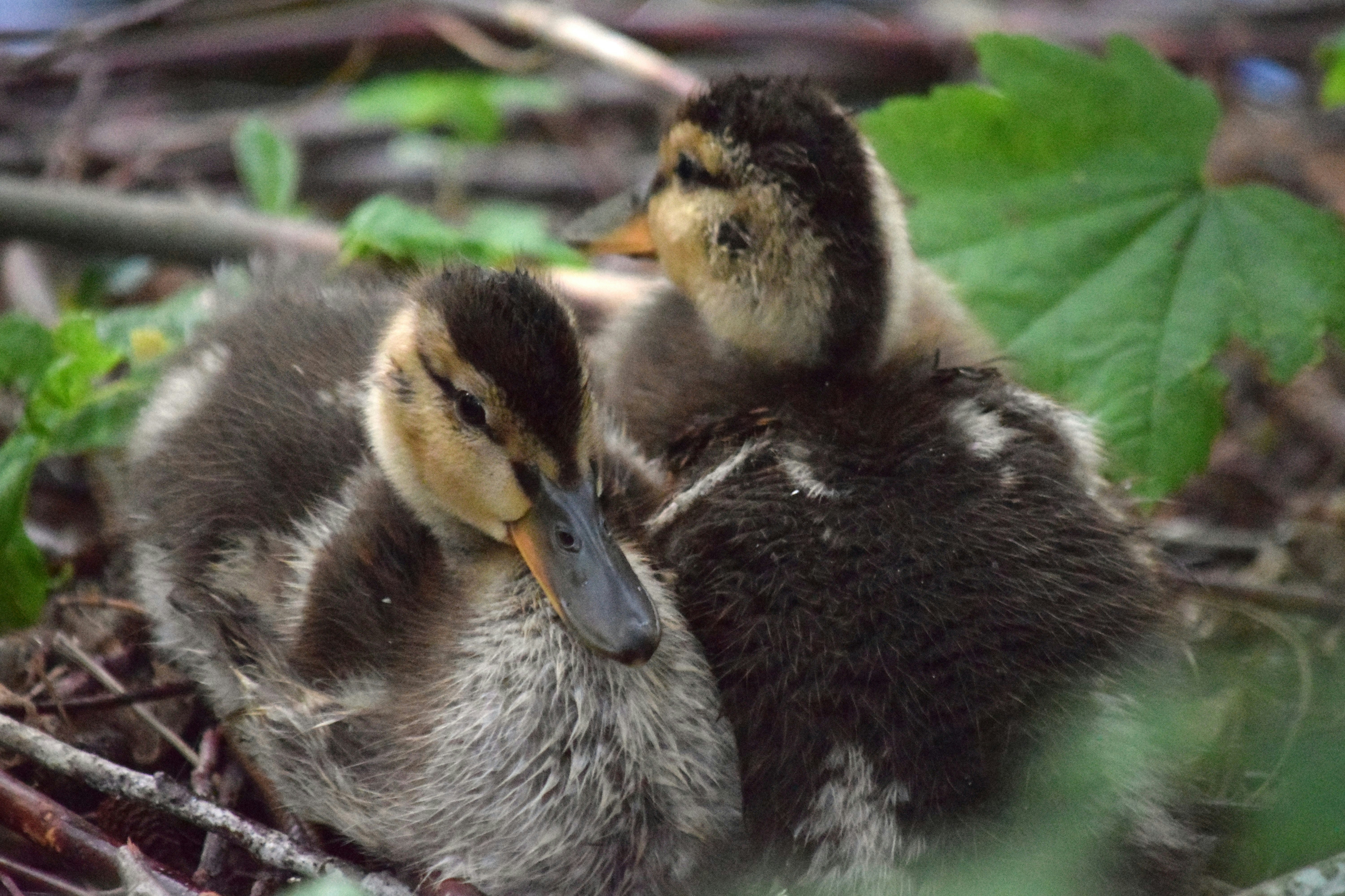 Photo by fr0ggy5_fr0ggy5