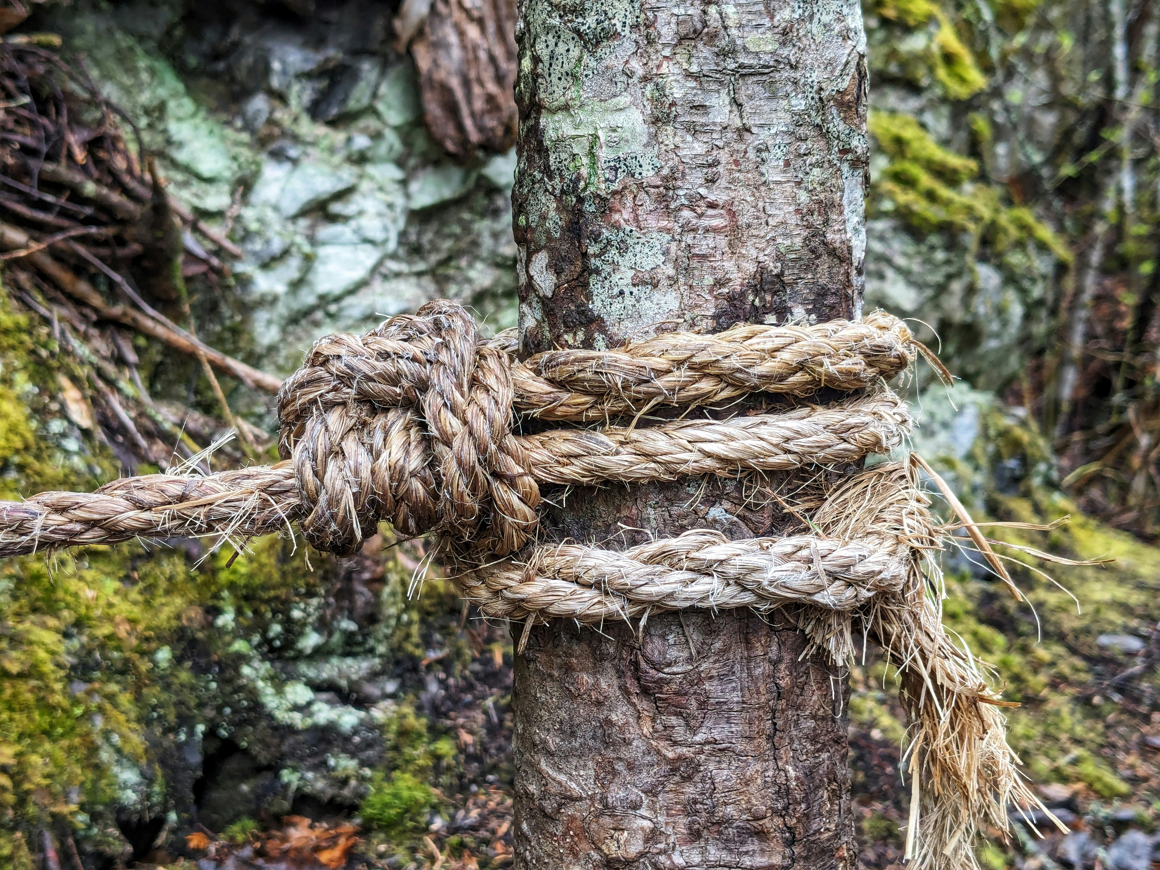 A rope tied to a tree in the woods photo – Free Plant Image on Unsplash