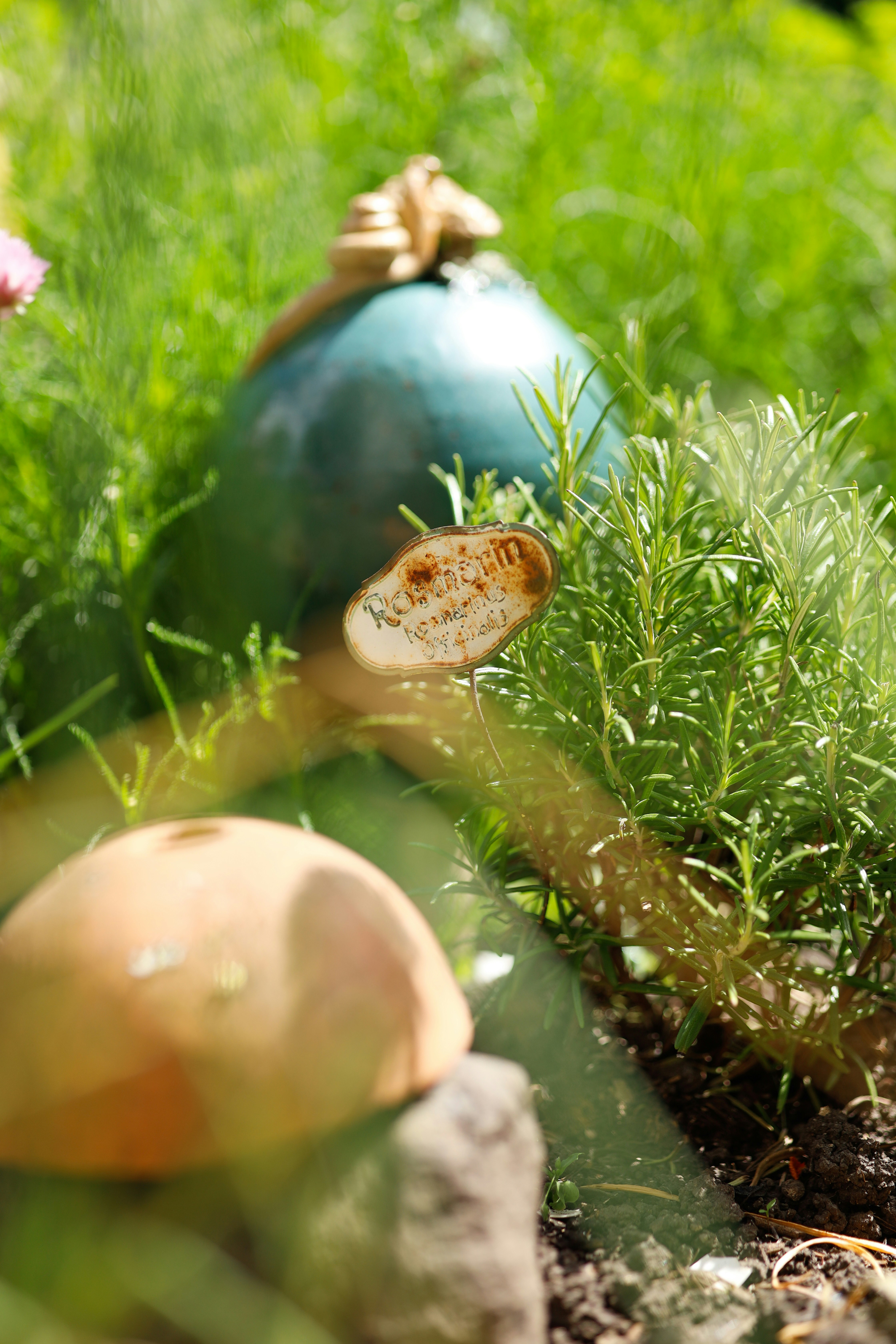 Assorted natural ingredients like herbs, fruits, and oils