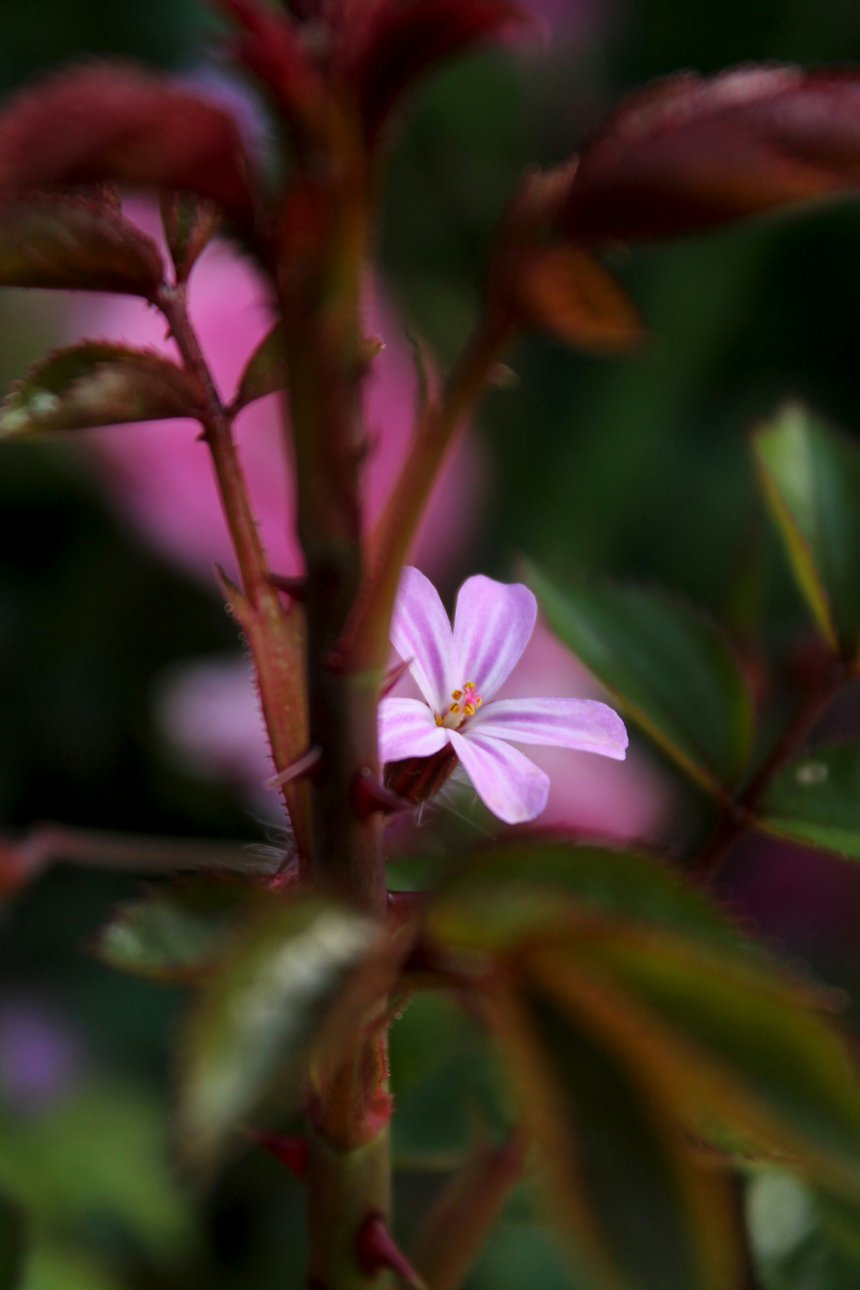 gros plan d’une fleur rose avec des feuilles vertes
