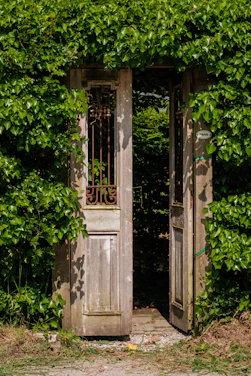 an old wooden door surrounded by green plants