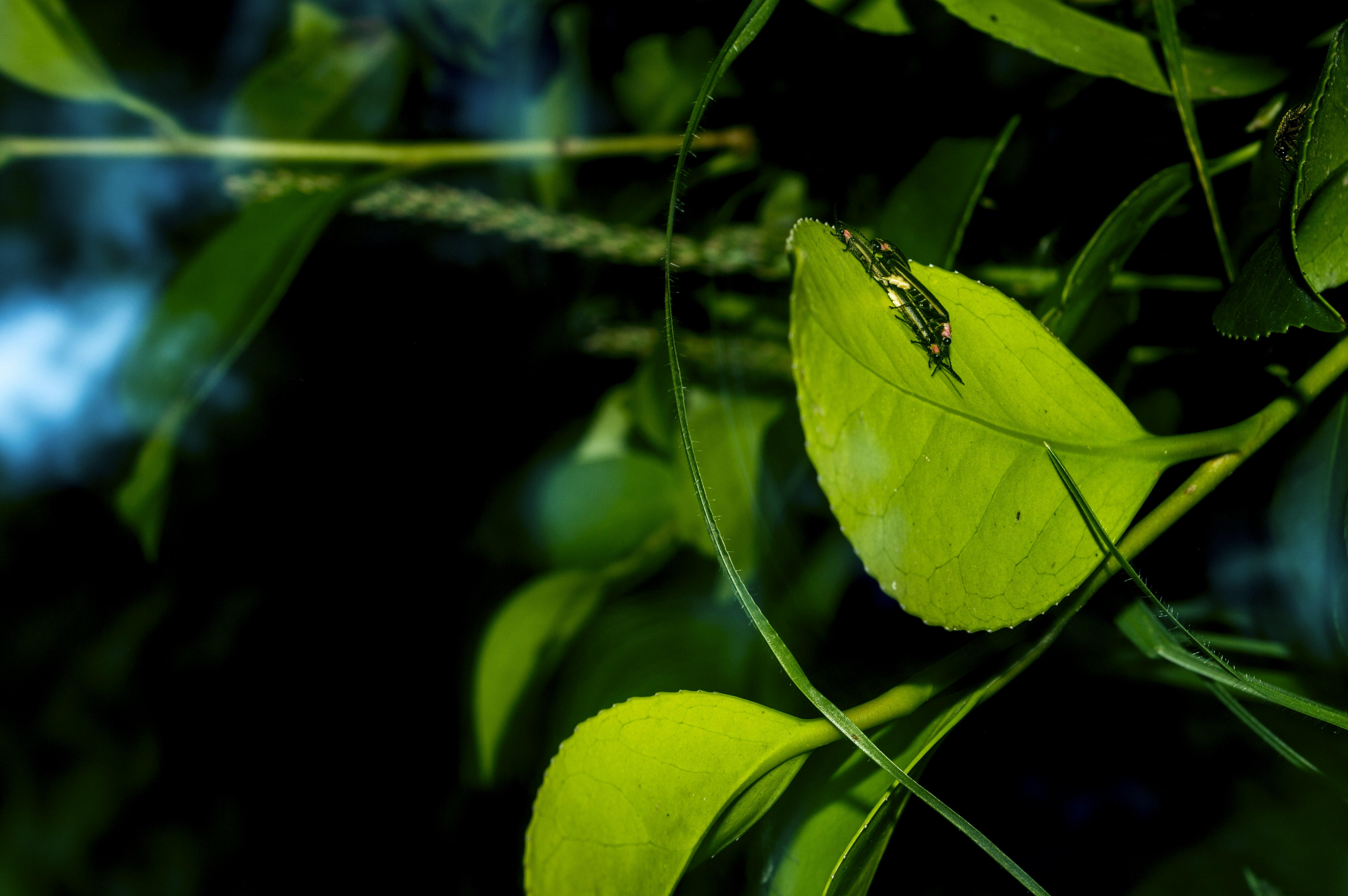 Photo by natirrots24_