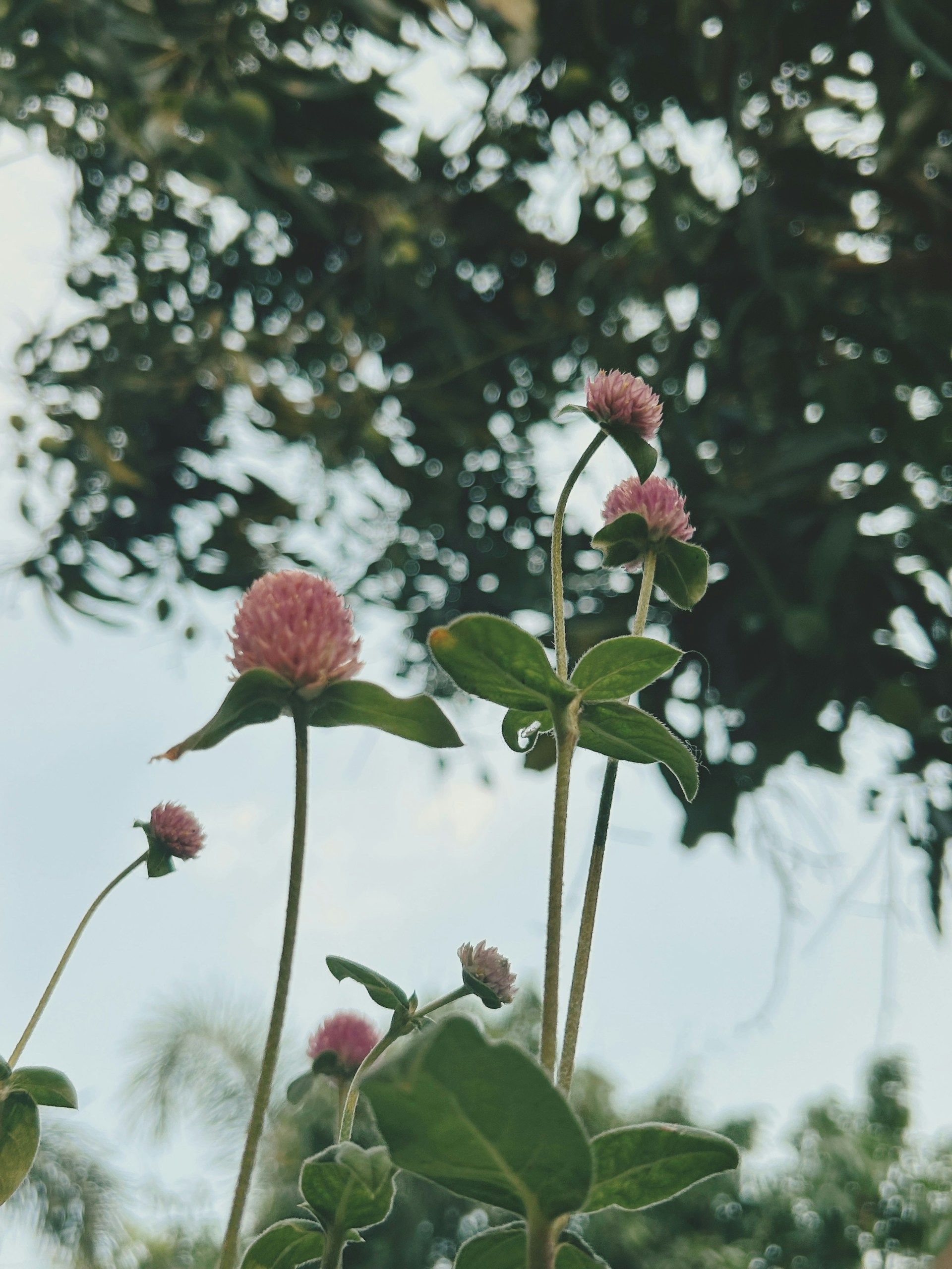 a couple of pink flowers sitting on top of a lush green field