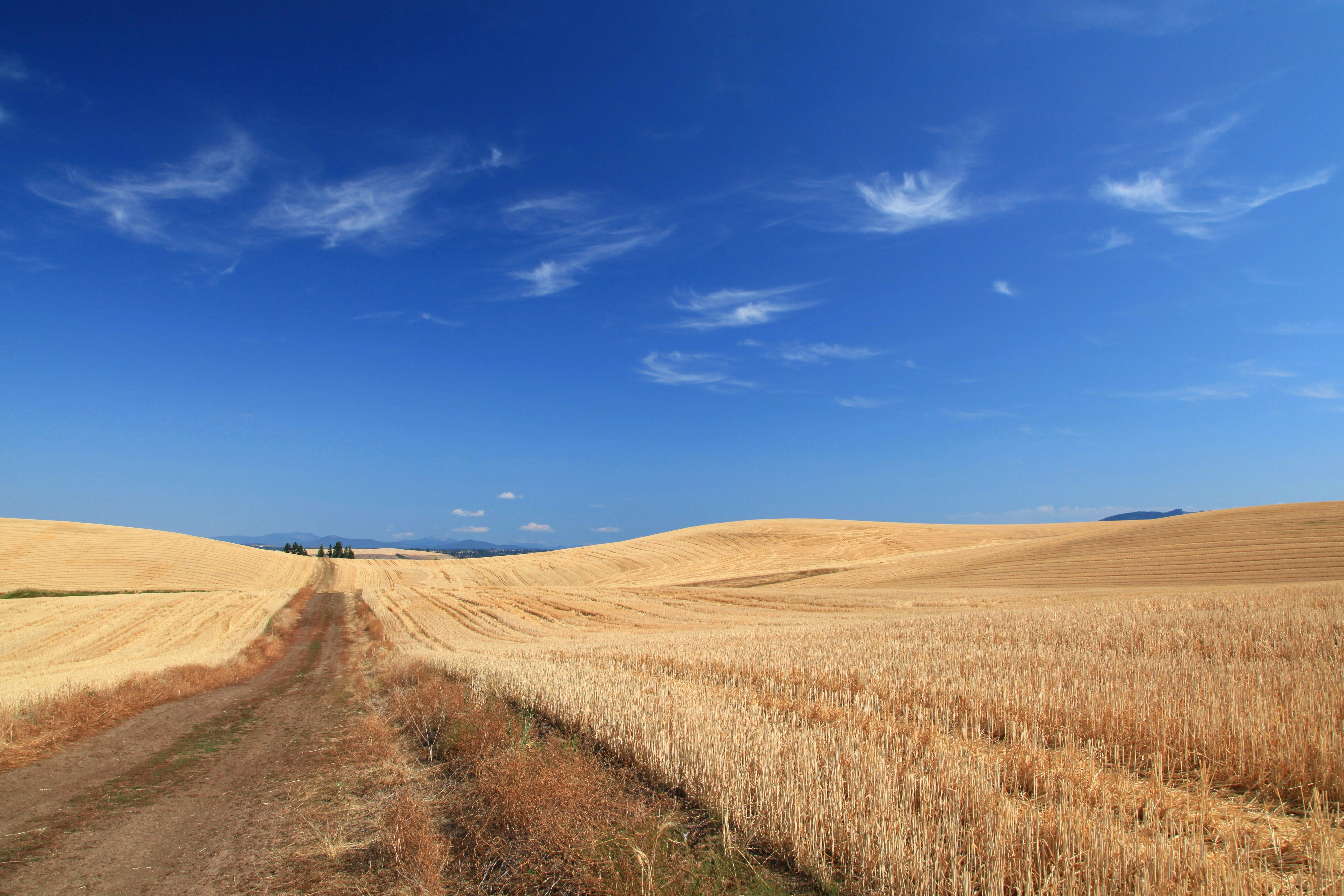 Photo by goldenplover31