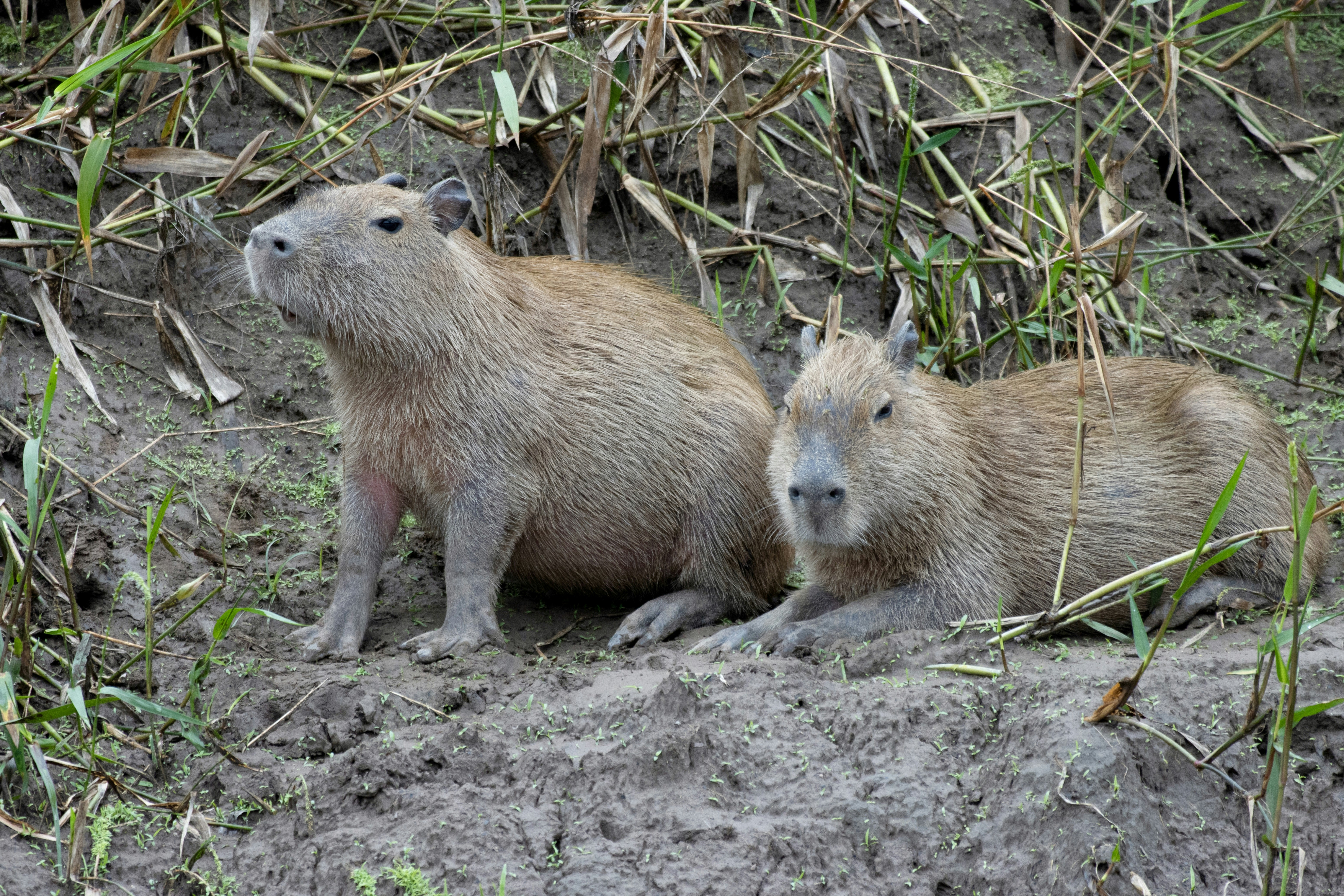 Capybara