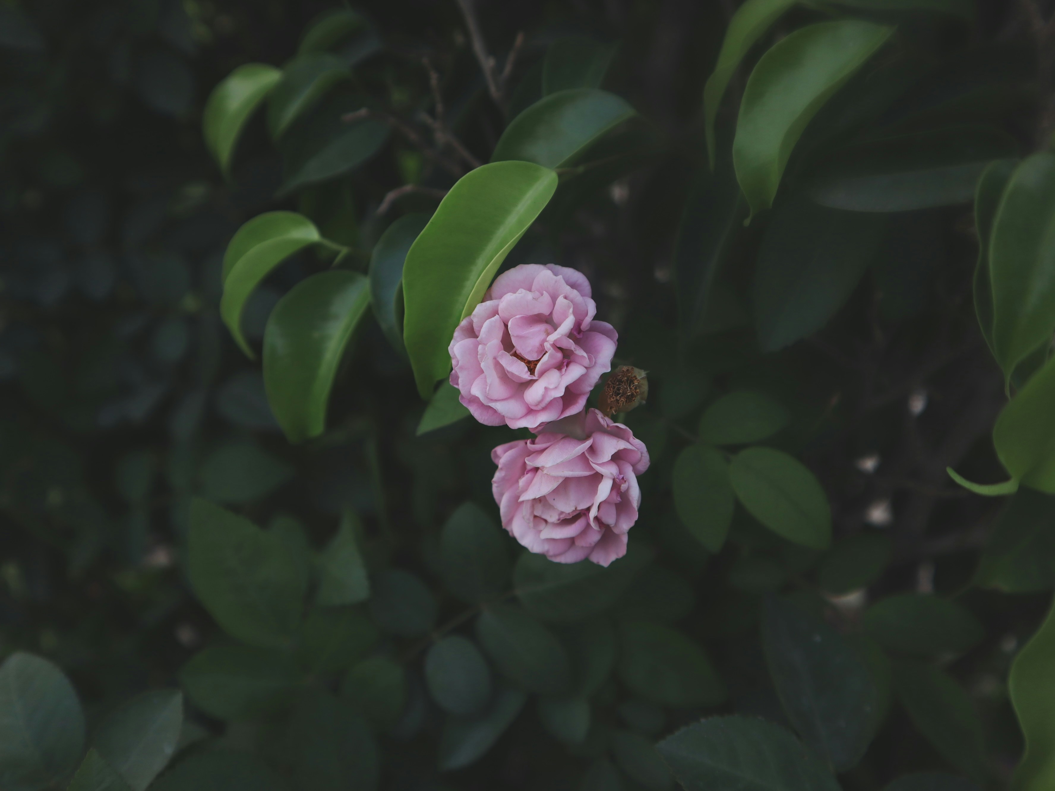 Photo by aryasphotodiary