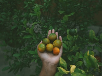 a person holding a bunch of fruit in their hand