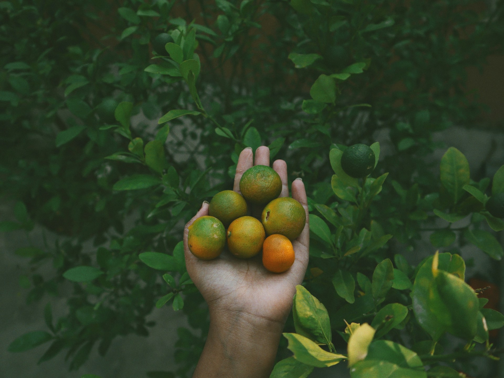a person holding a bunch of fruit in their hand