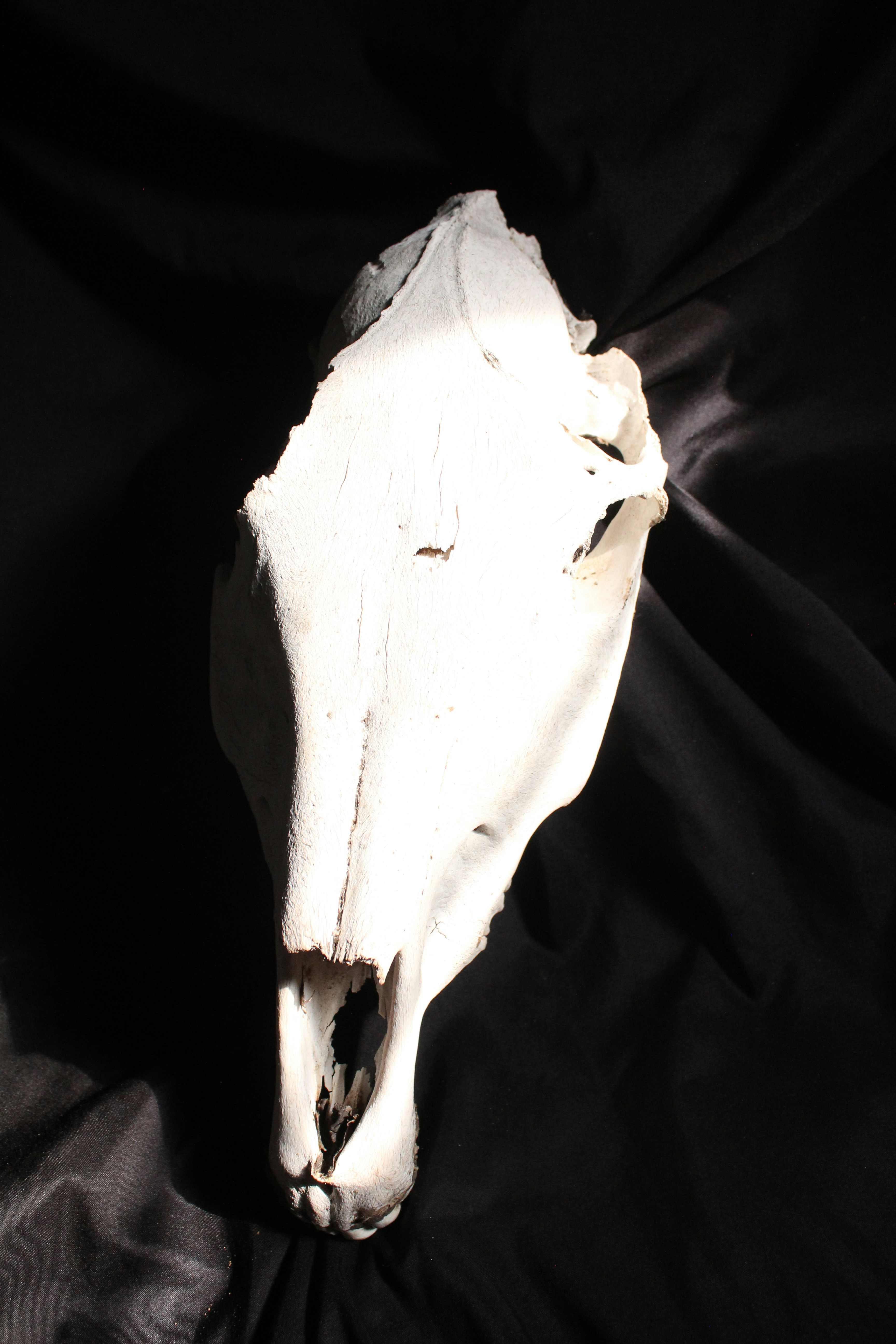 Photo by jodiegowens