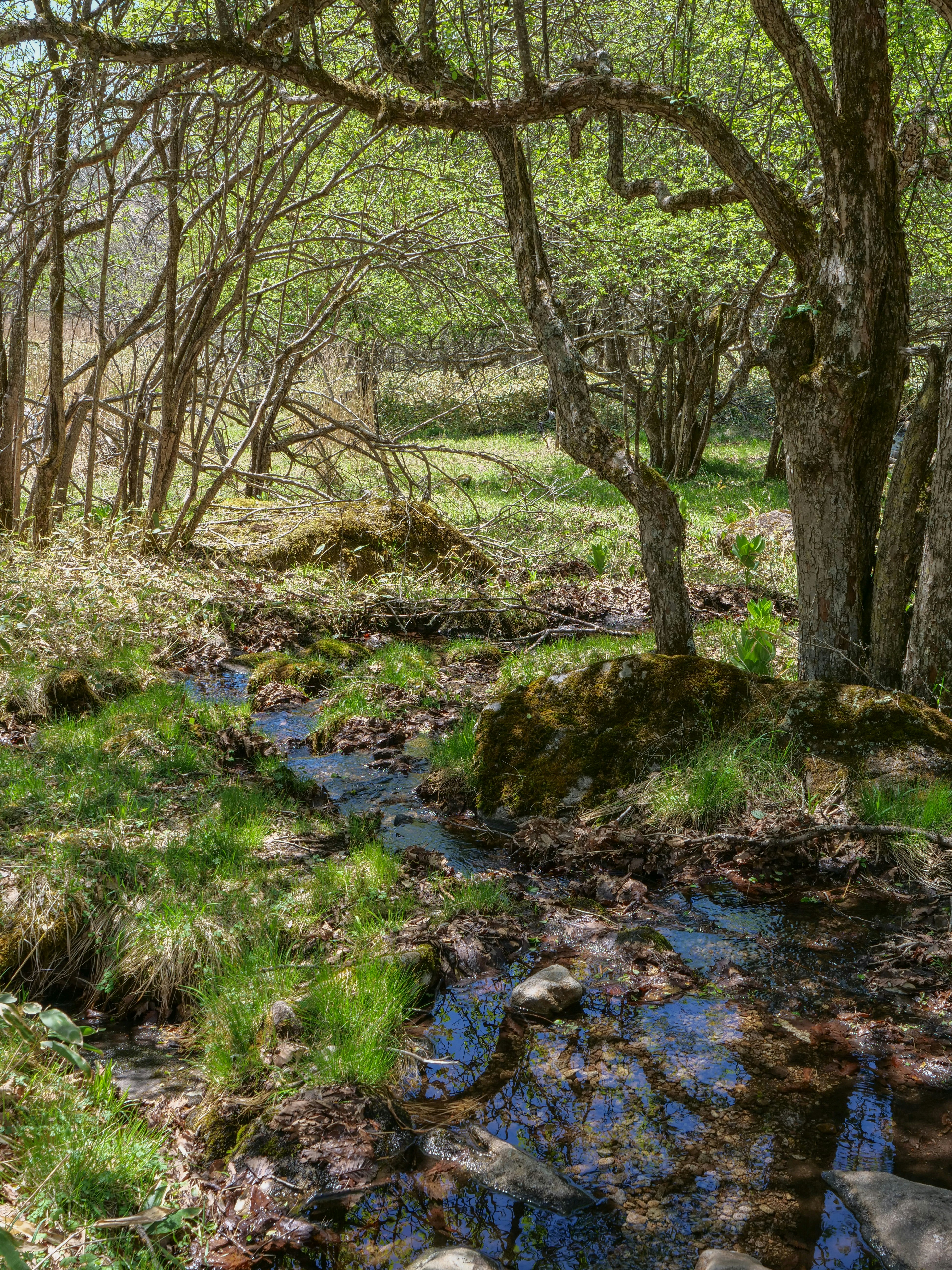 Photo by greendinosaur_com