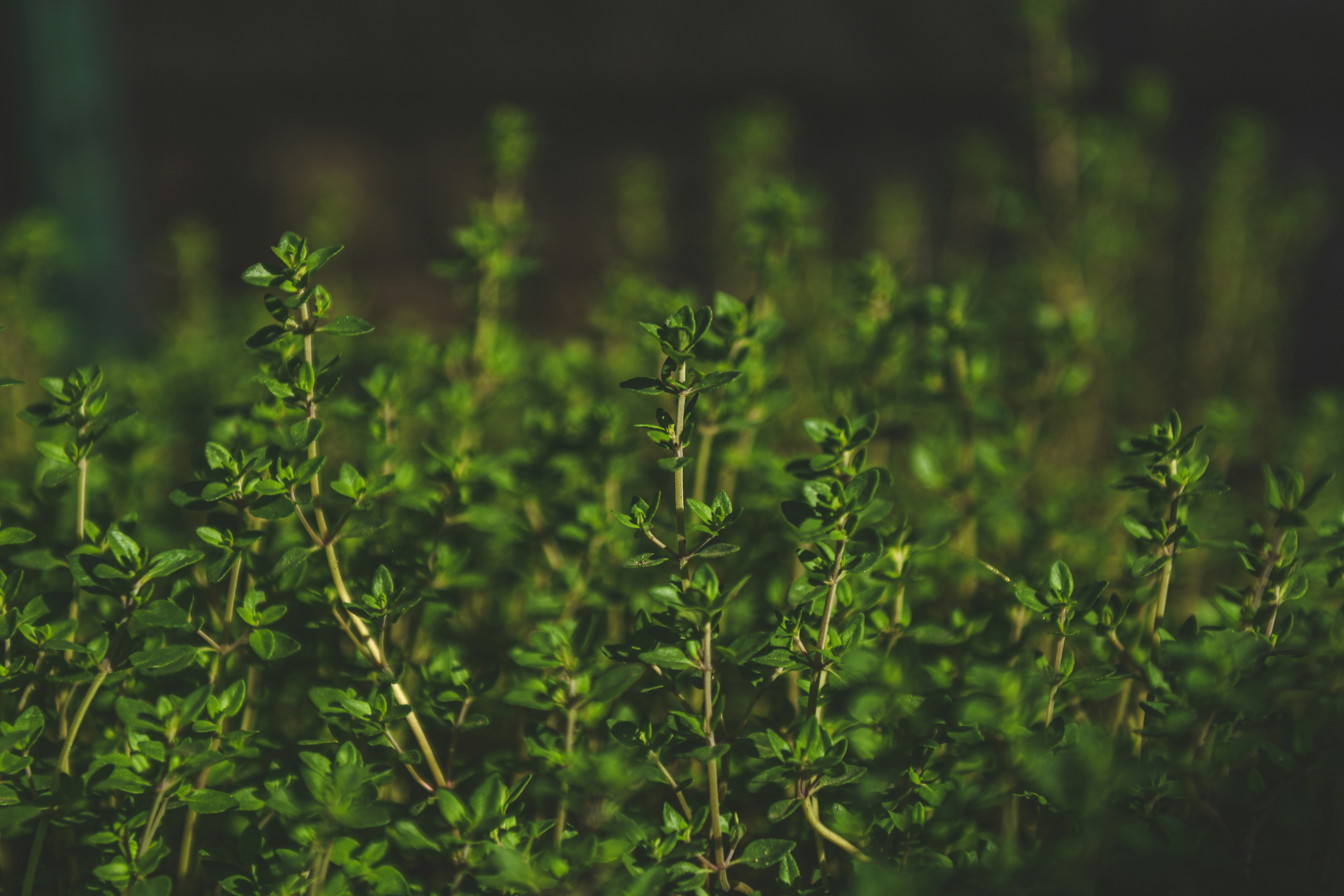 Photo by freefolkphoto