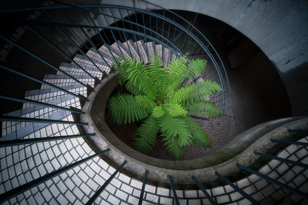 a spiral staircase with a plant growing in it