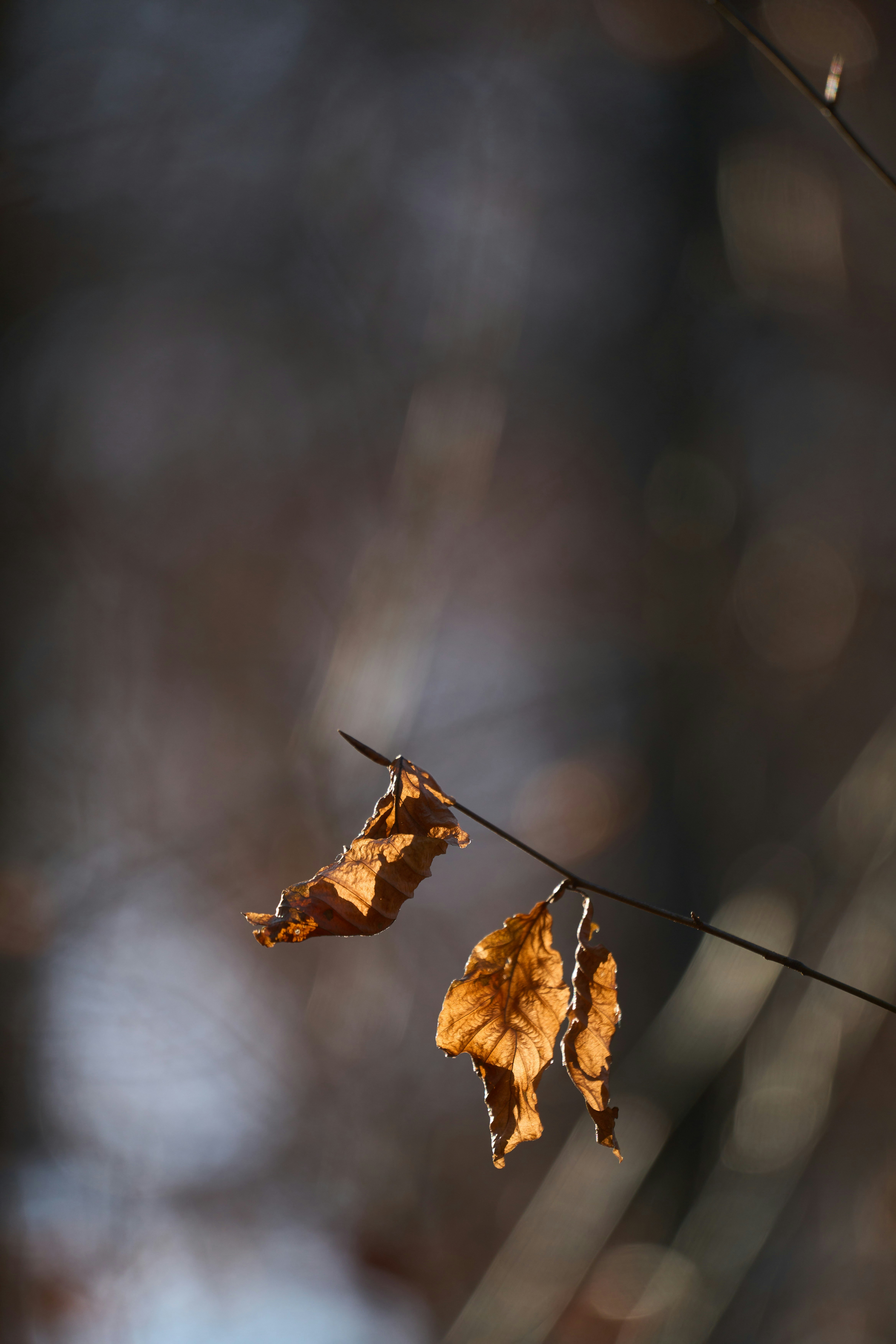 Photo by wolfgang_hasselmann