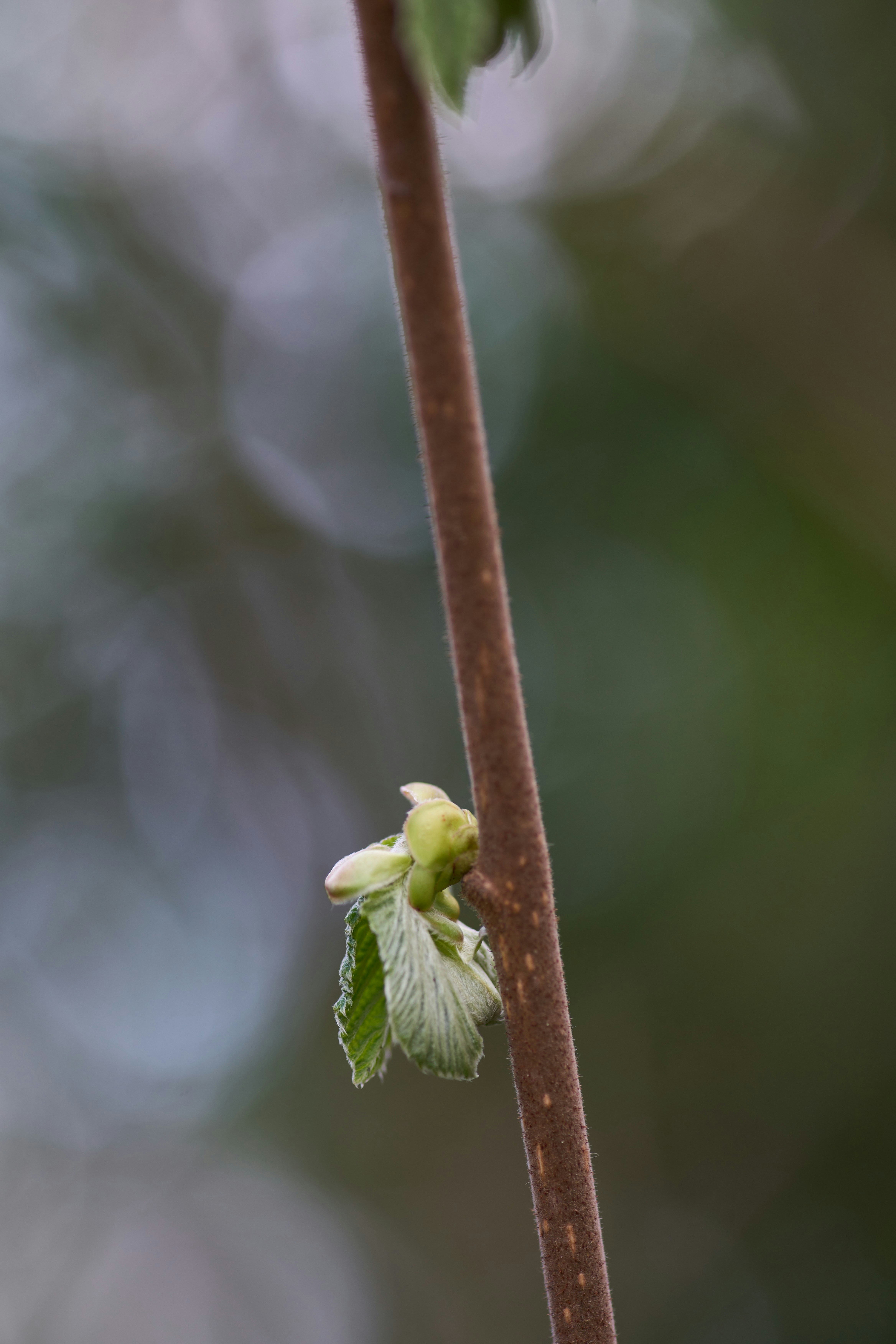 Photo by wolfgang_hasselmann