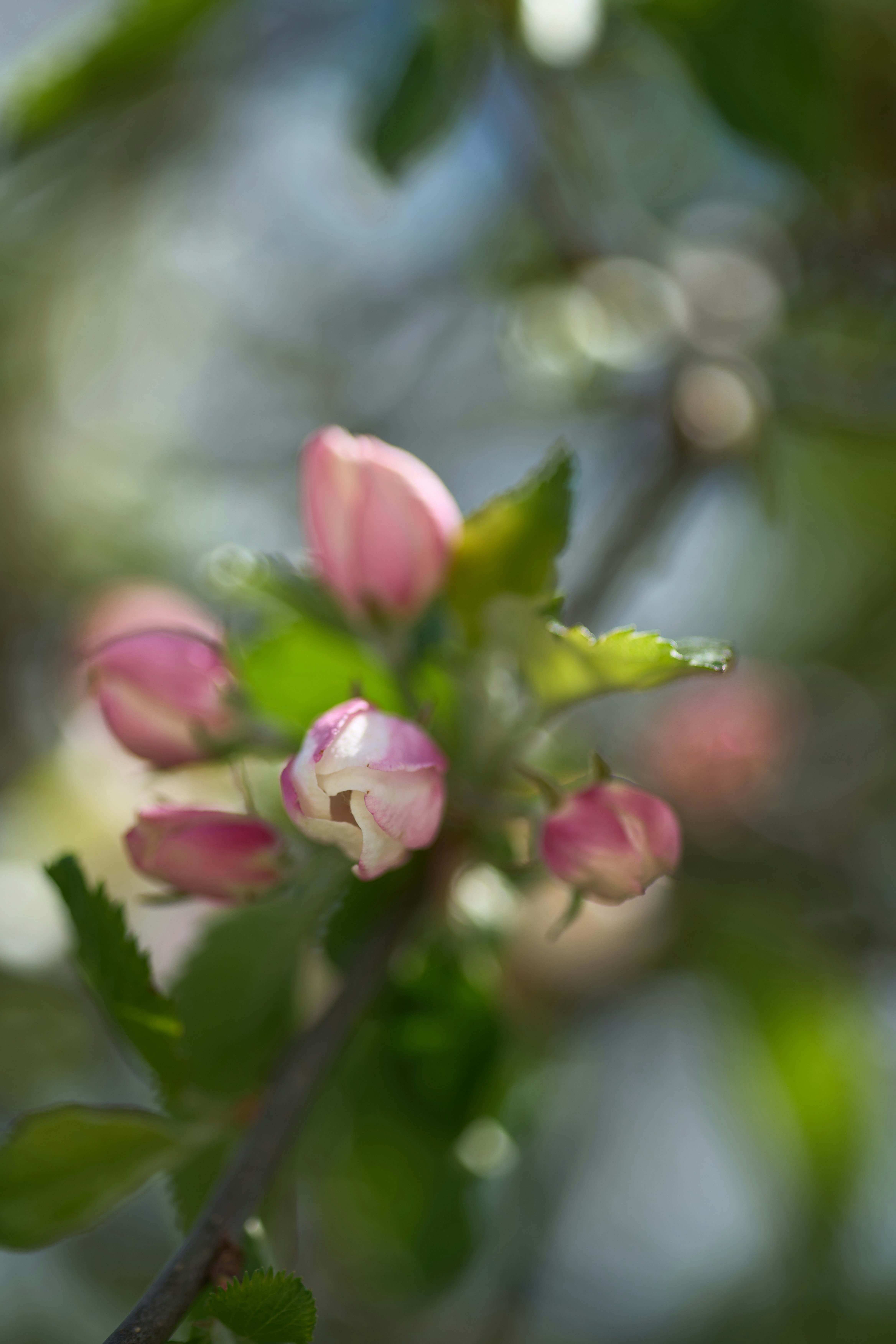 Photo by wolfgang_hasselmann