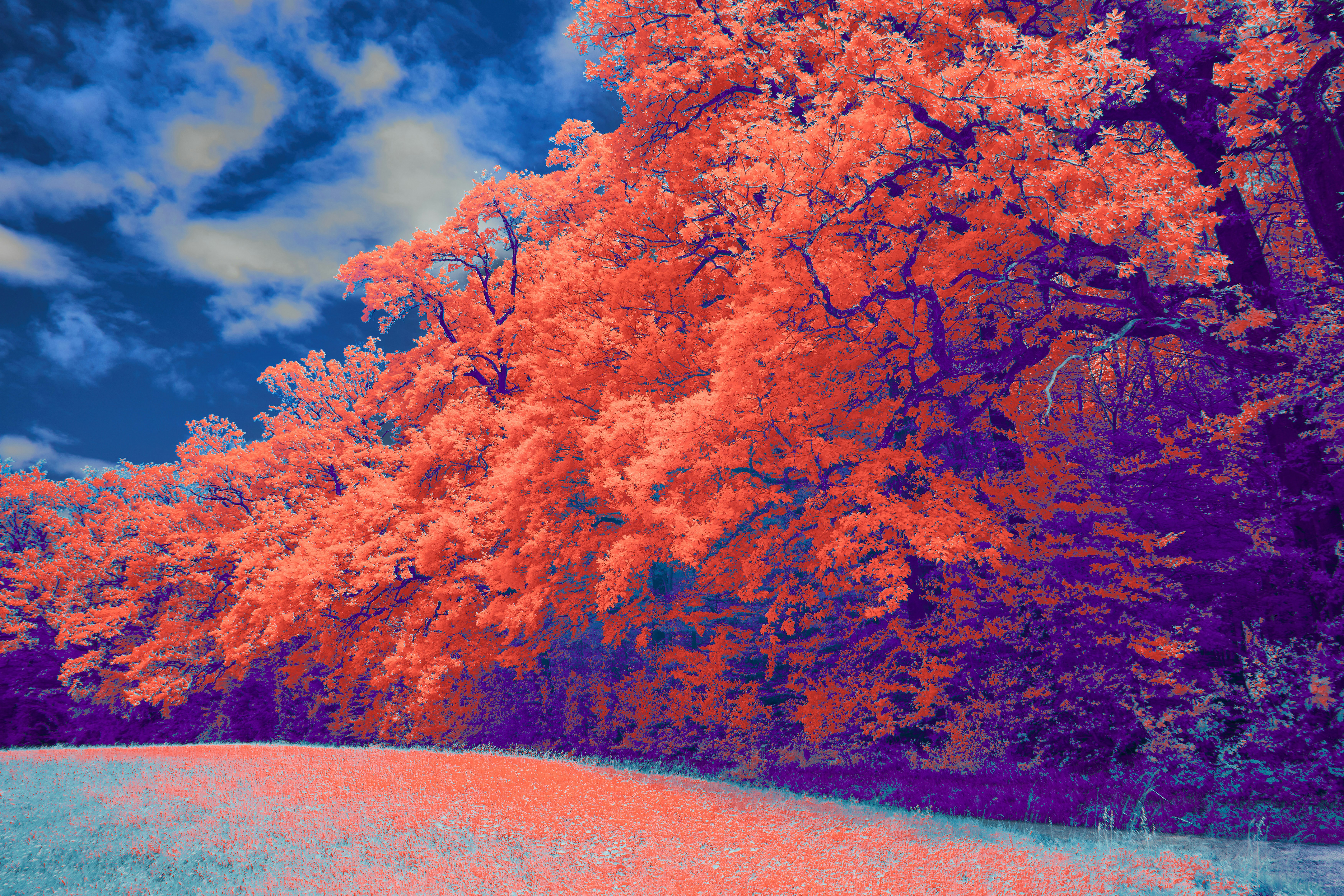 Photo by wolfgang_hasselmann