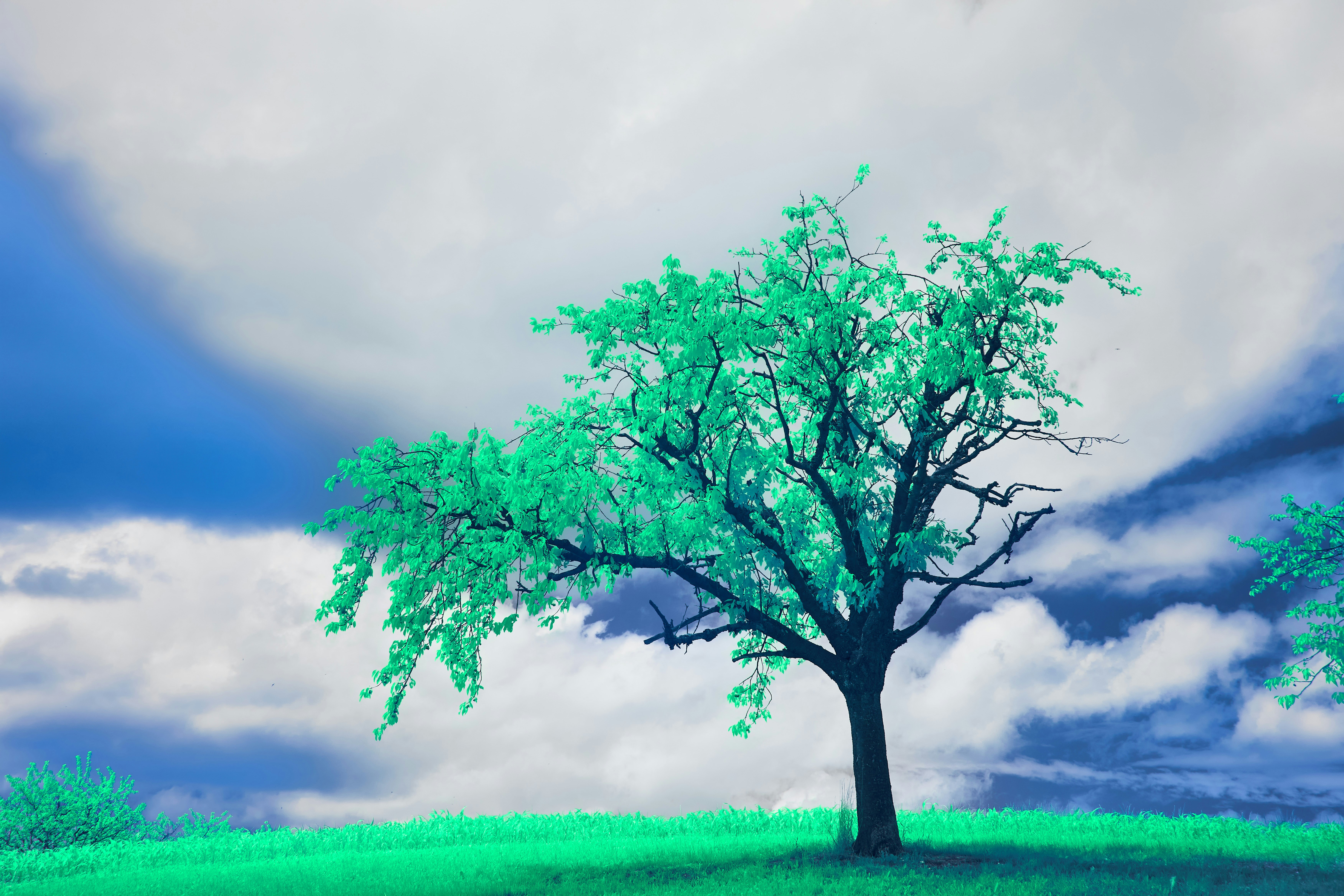 Photo by wolfgang_hasselmann