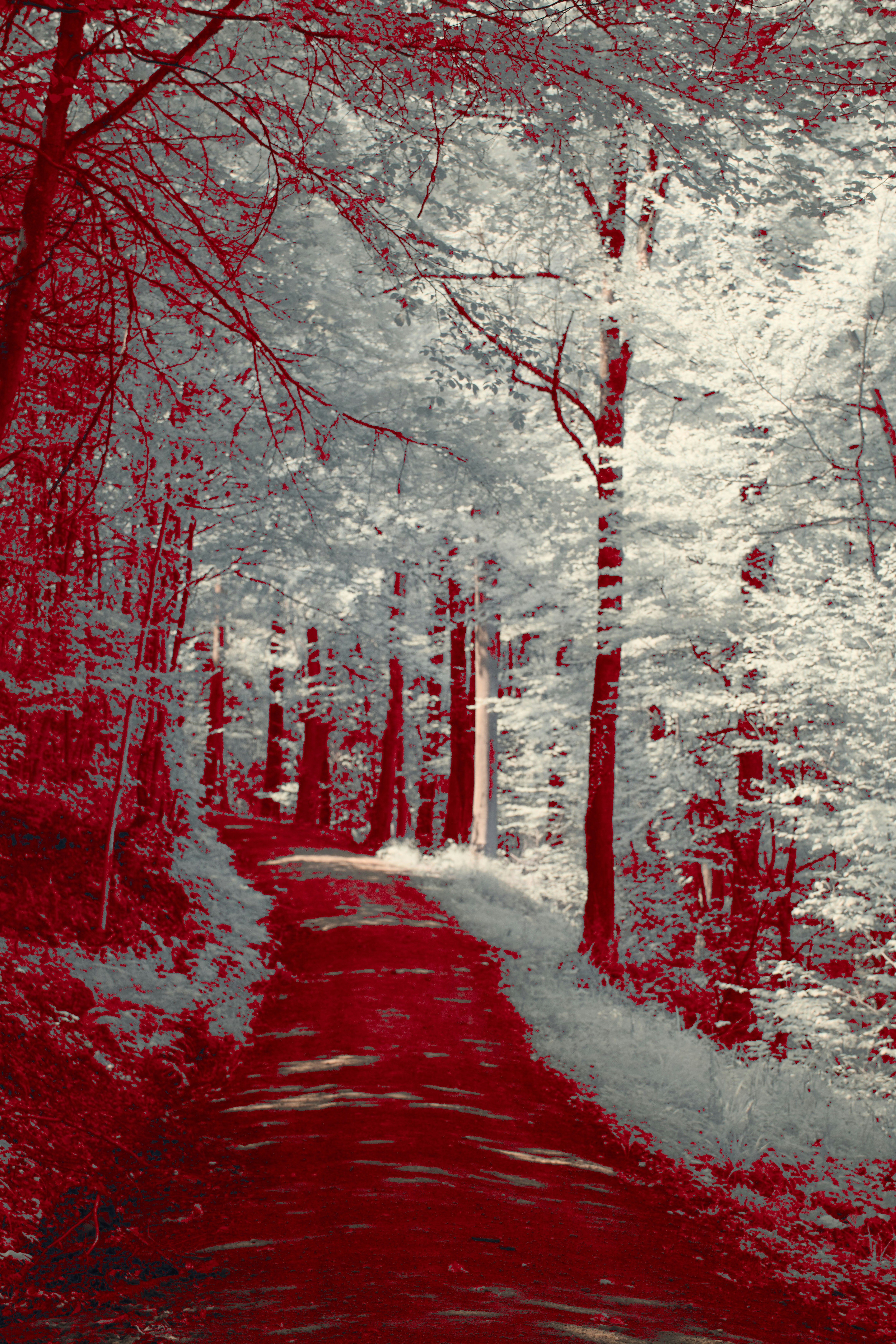 Photo by wolfgang_hasselmann