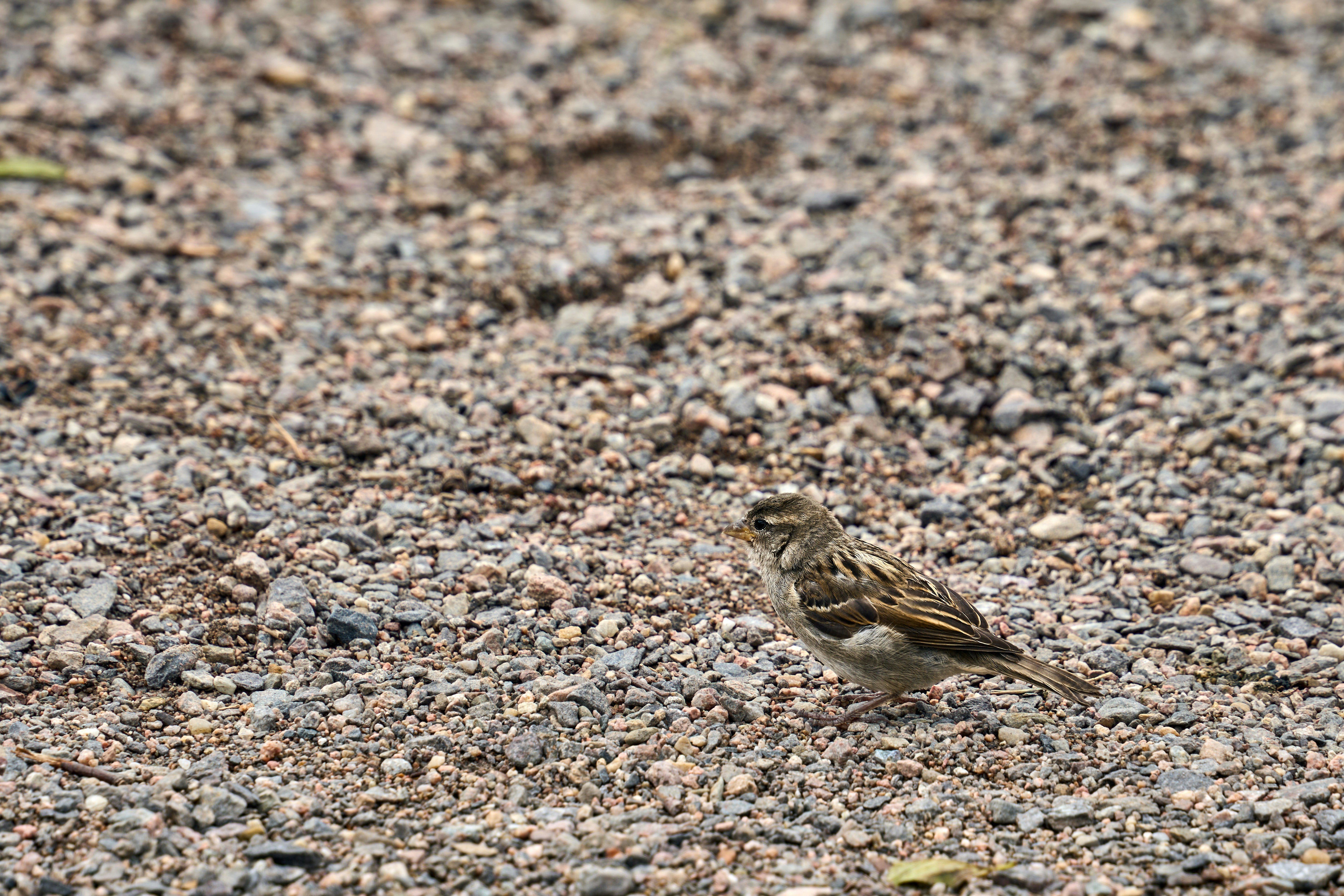 Photo by wolfgang_hasselmann