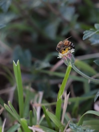 a bee sitting on top of a flower in a field