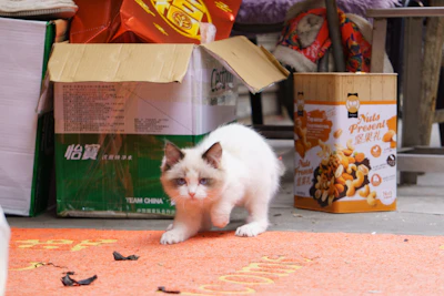 a white cat is standing on the ground
