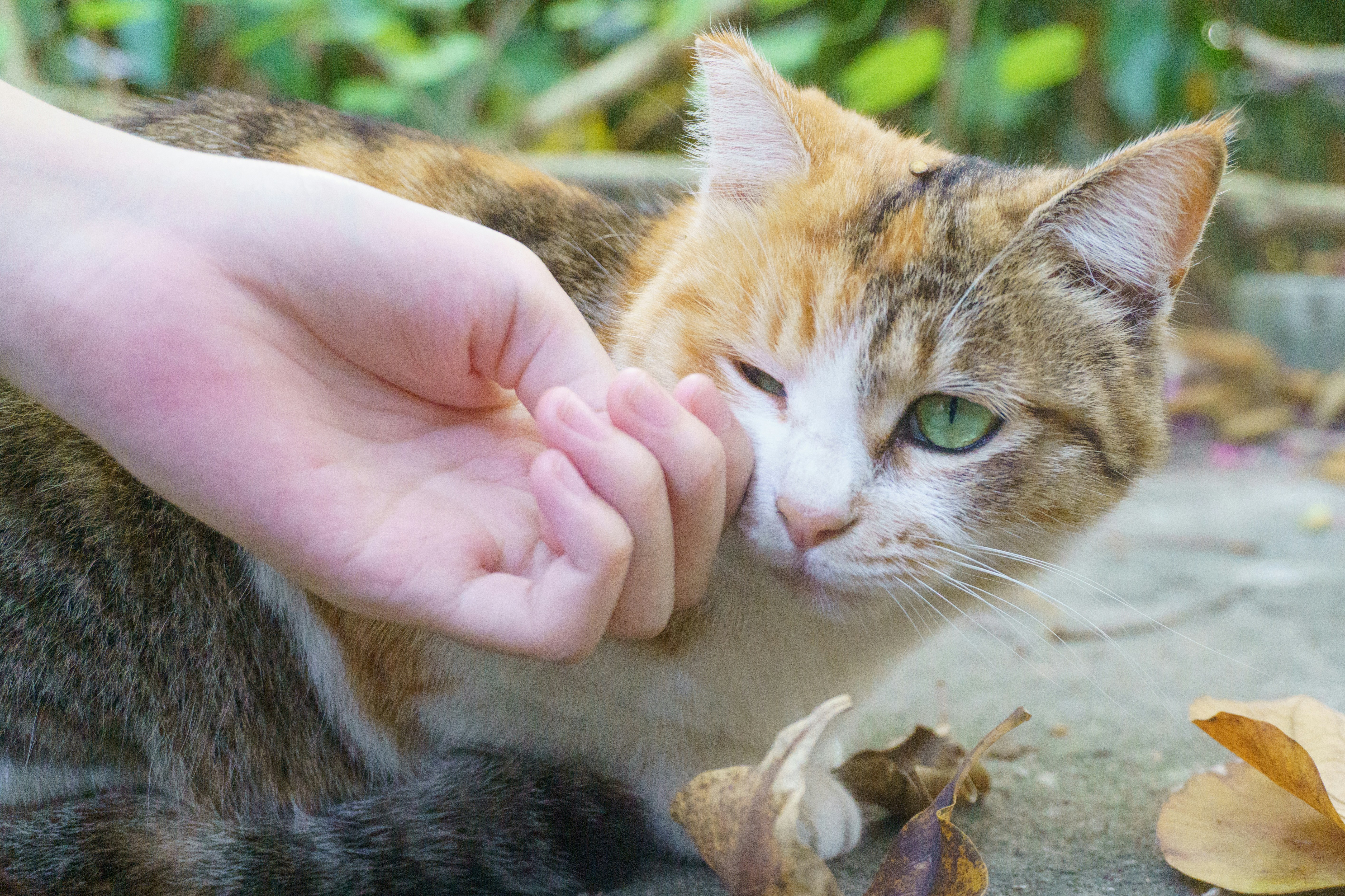 Person petting healthy cat