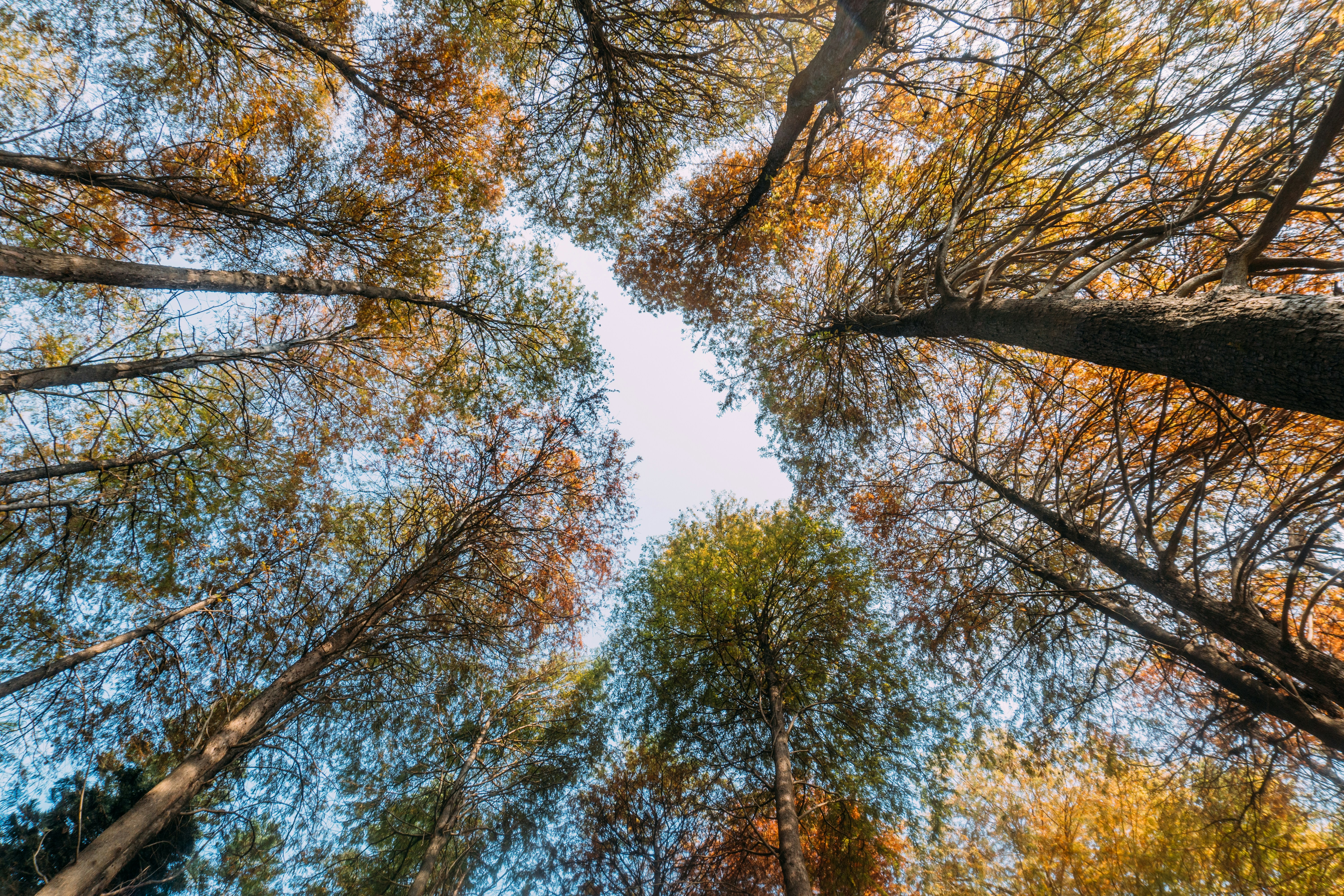 looking up at the tops of tall trees