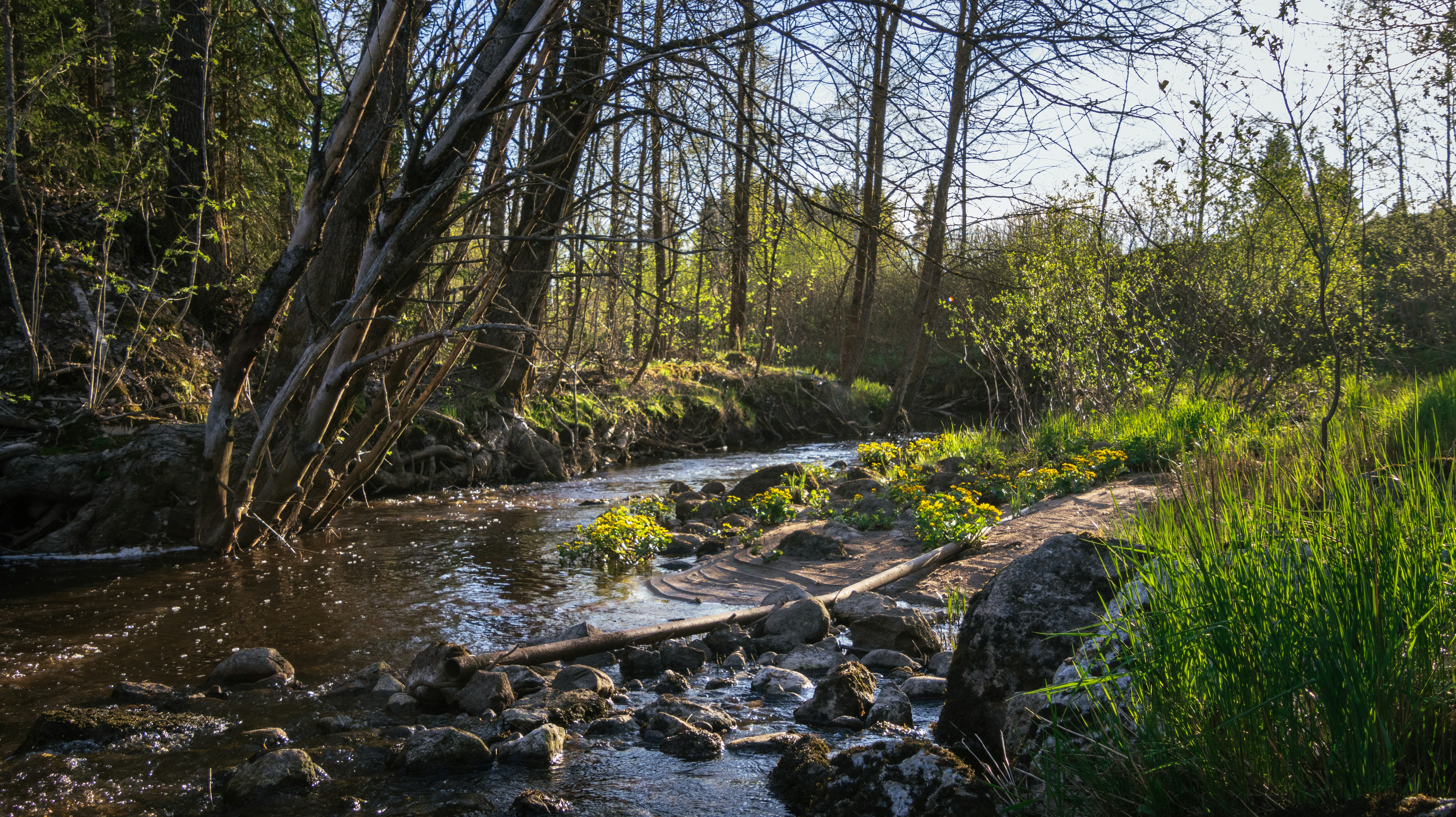 yellow root wallpaper, wallpaper, 5 Manfaat Akar Kuning dan Cara Aman Mengonsumsinya 5