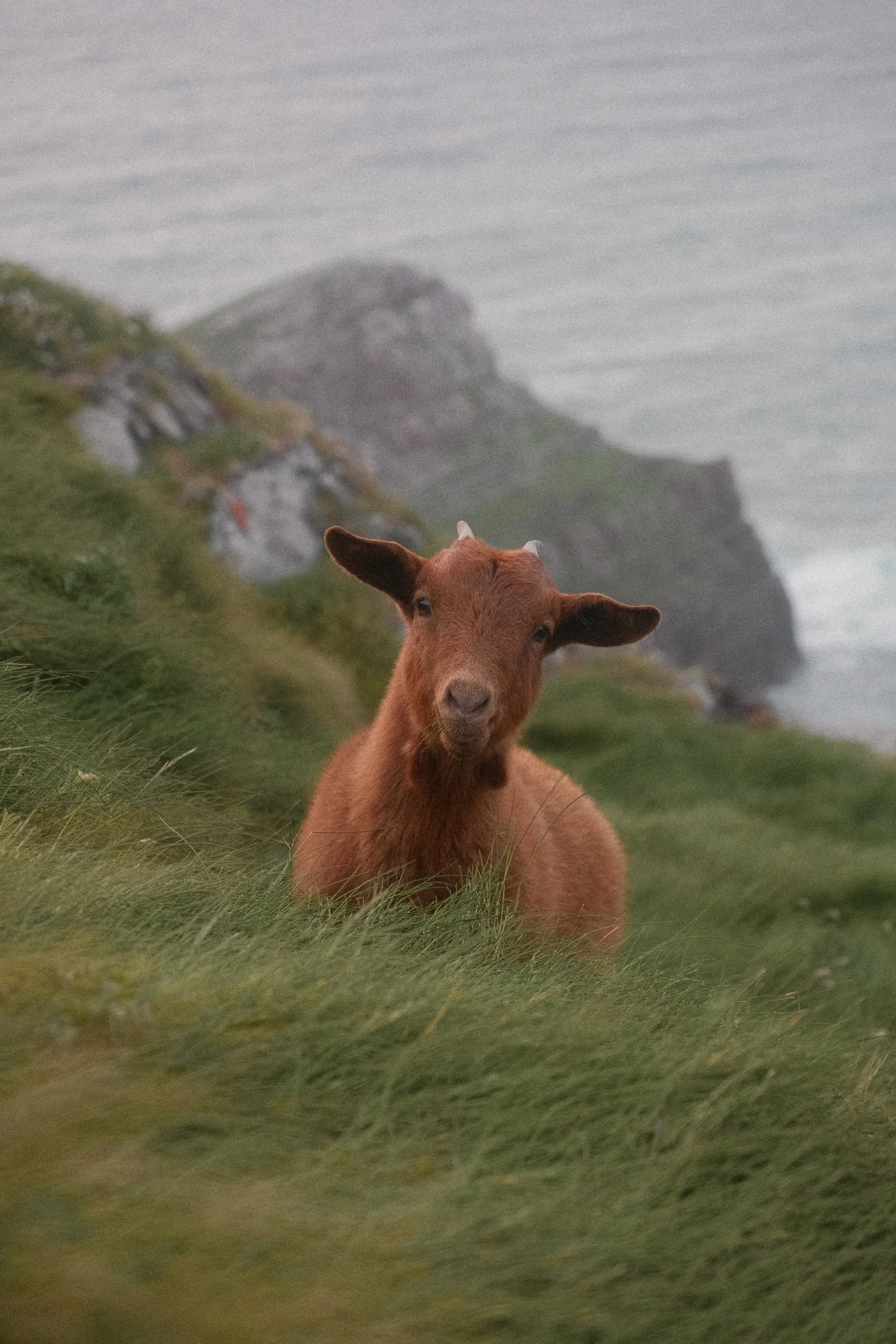 a brown cow sitting on top of a lush green hillside