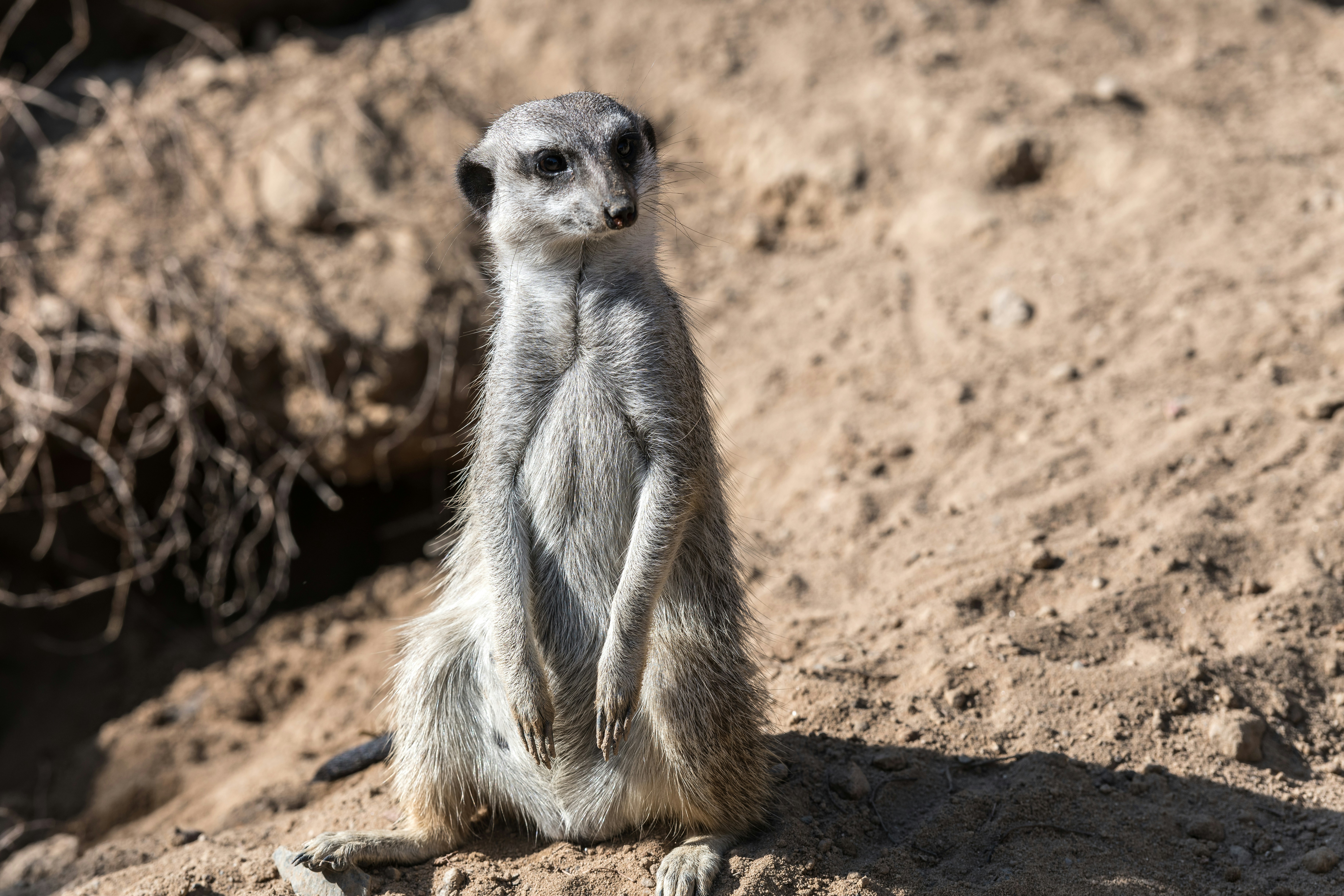 a small meerkat sitting on the ground
