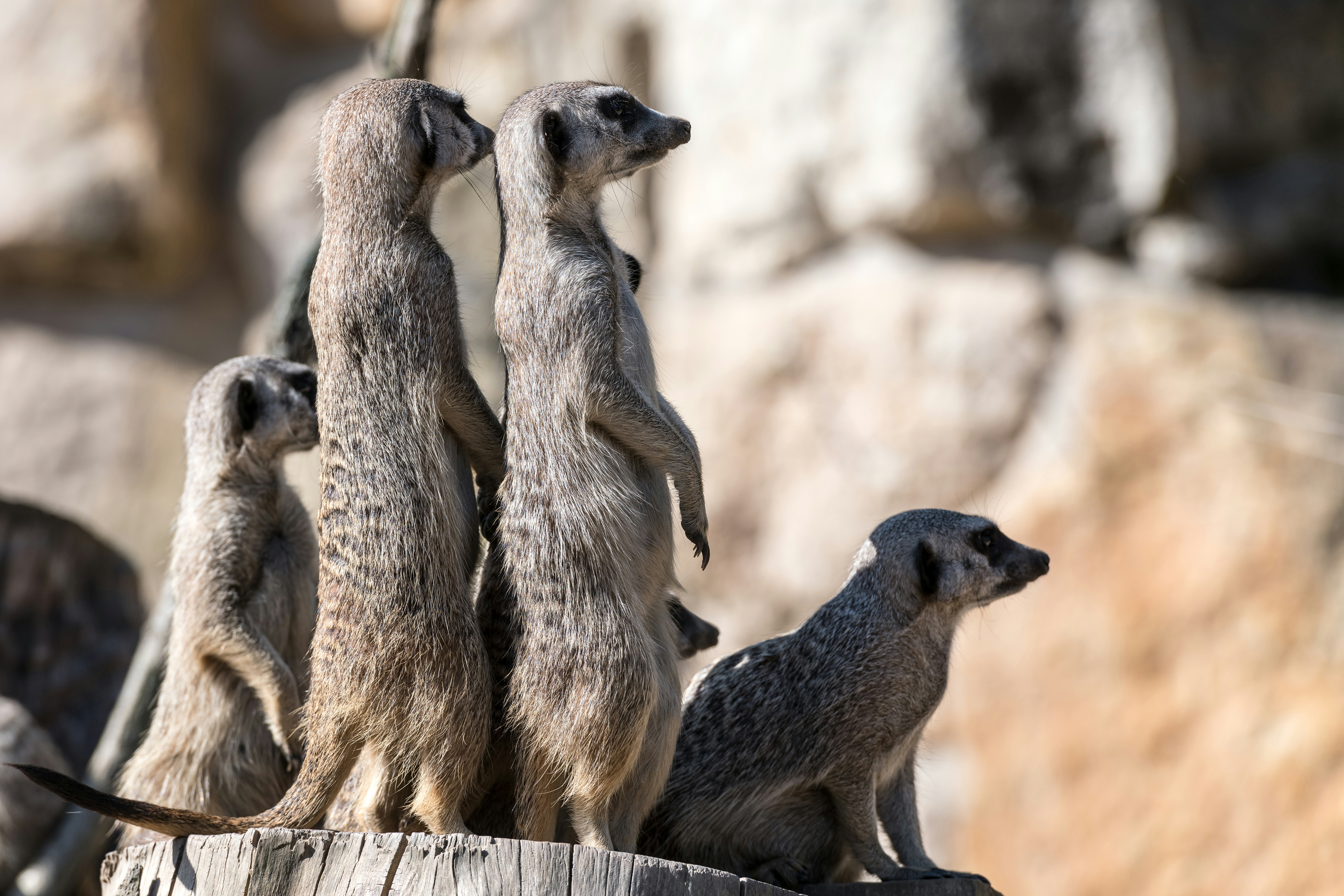 a group of meerkats standing on top of a tree stump