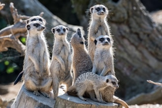 a group of meerkats standing on top of a tree stump