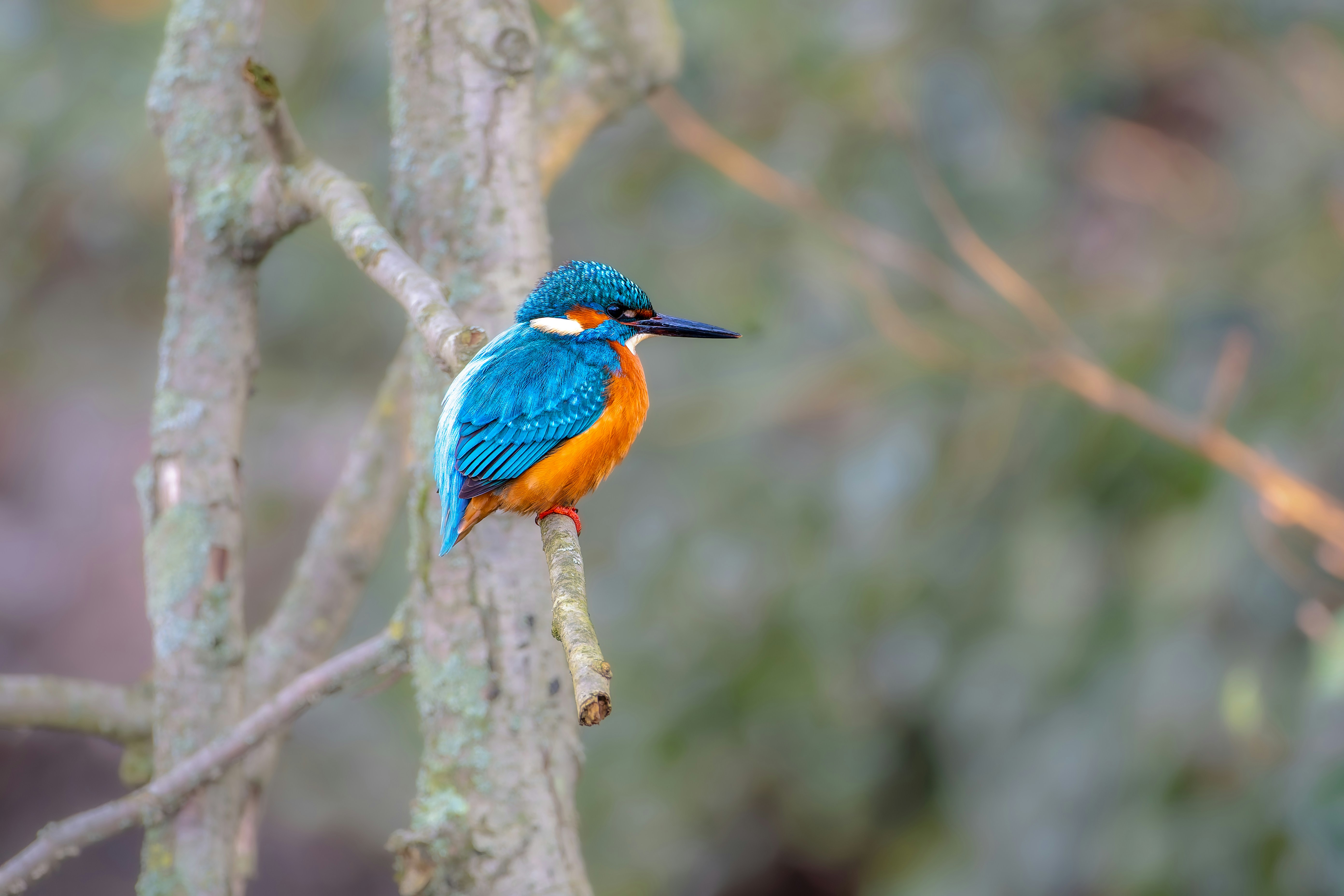 Photo by siegfriedpoepperl