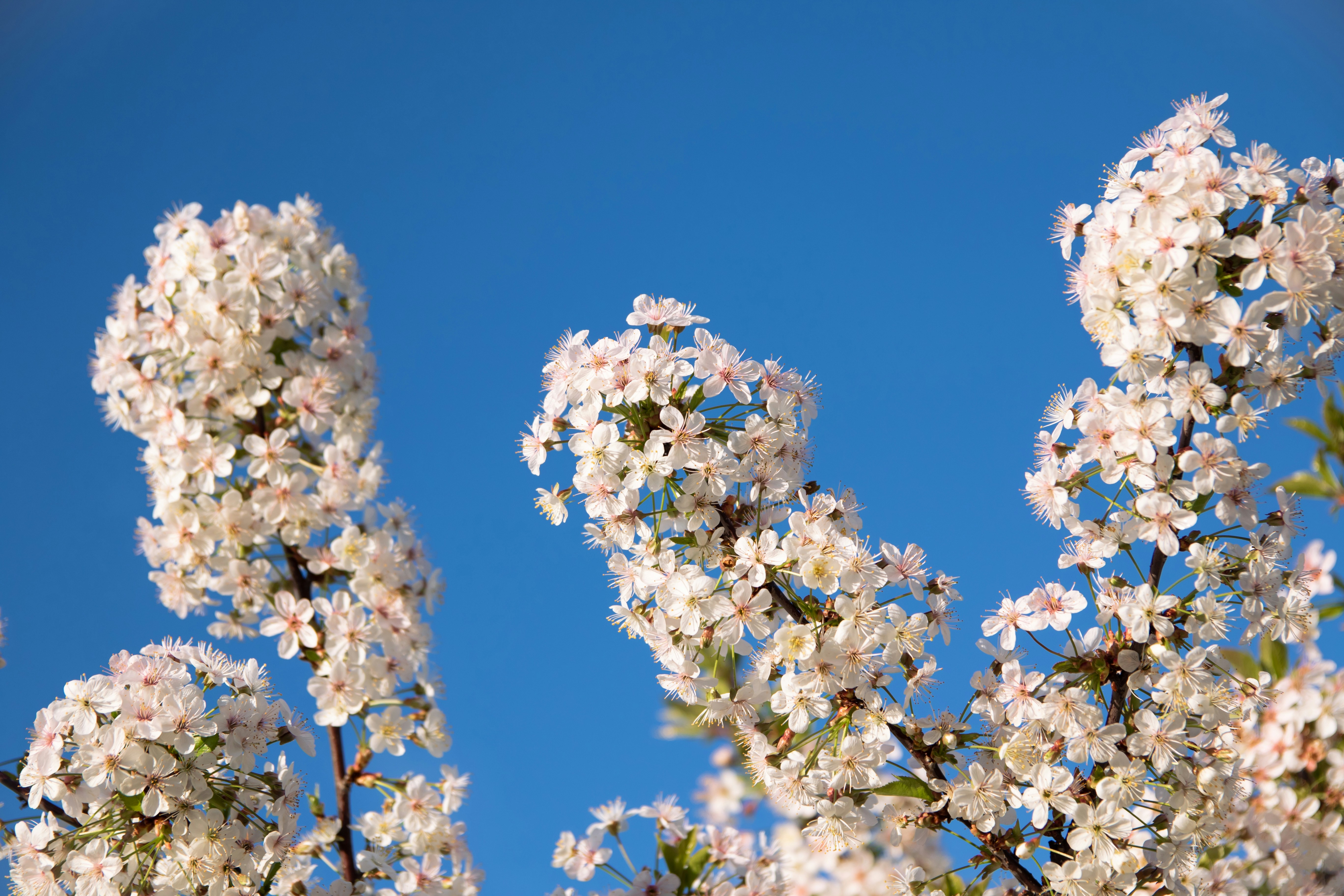 Photo by maksimzaviktorin