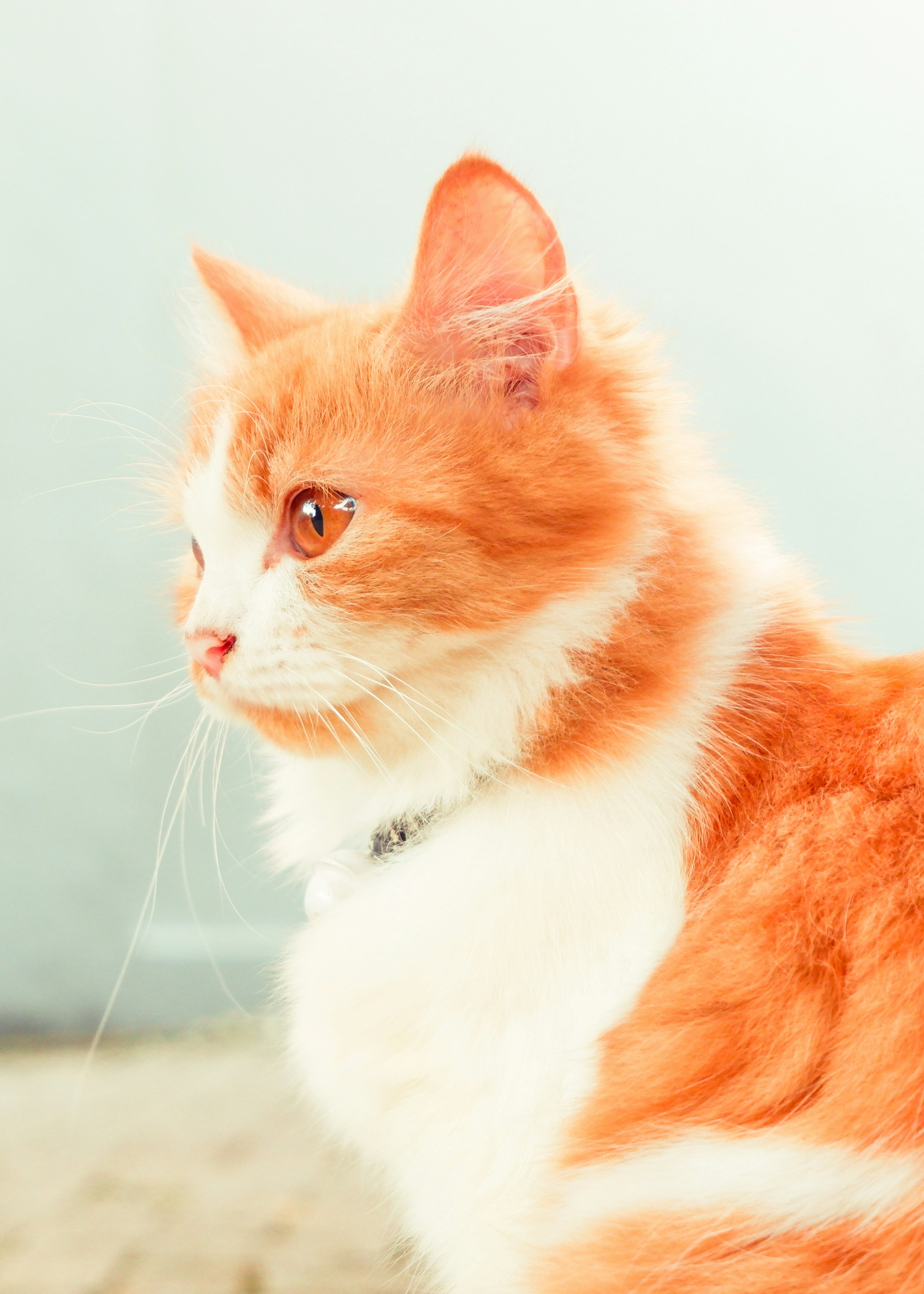 a close up of a cat with a collar