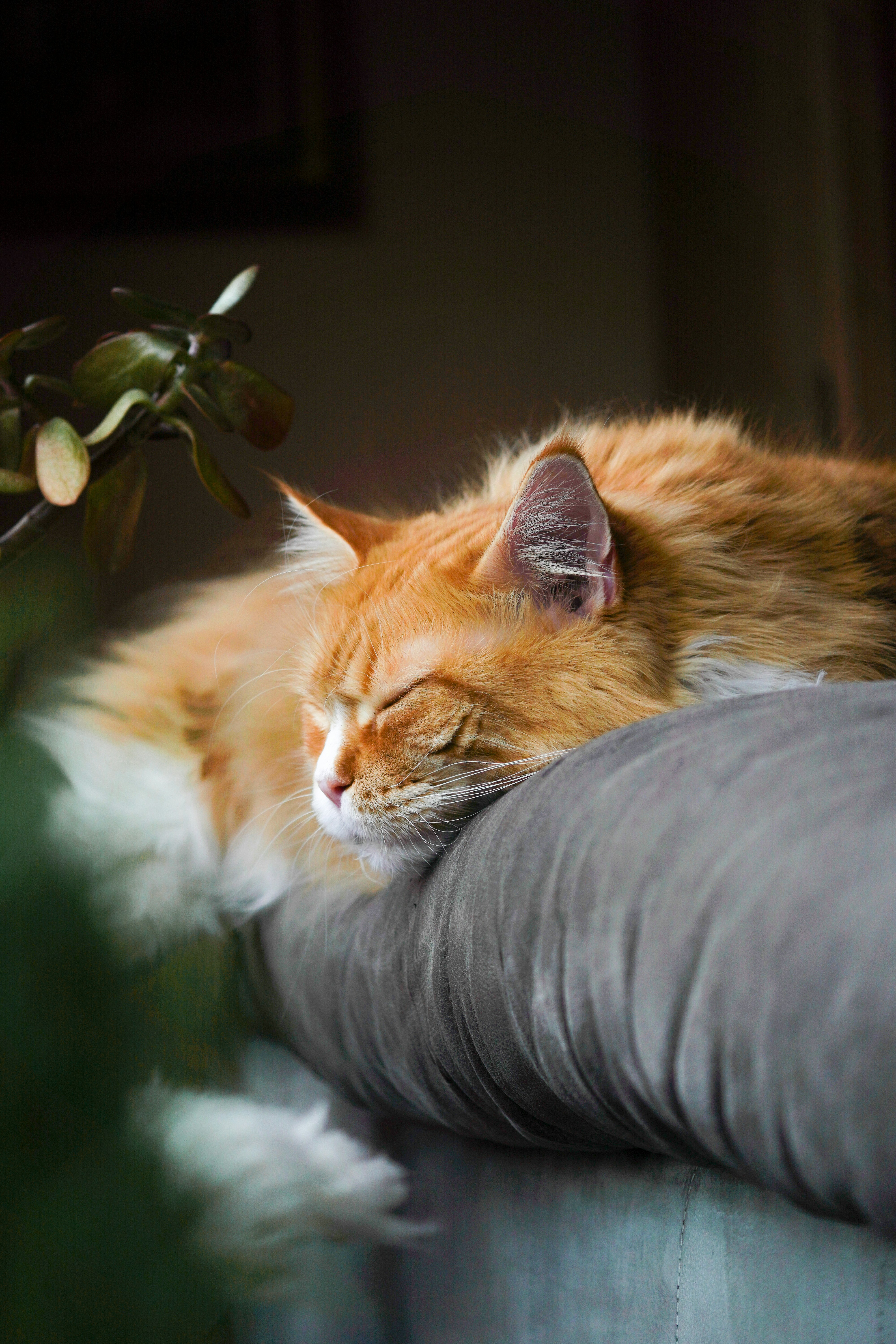 Scented Pillows: Aromatherapy for Cats (image credits: unsplash)