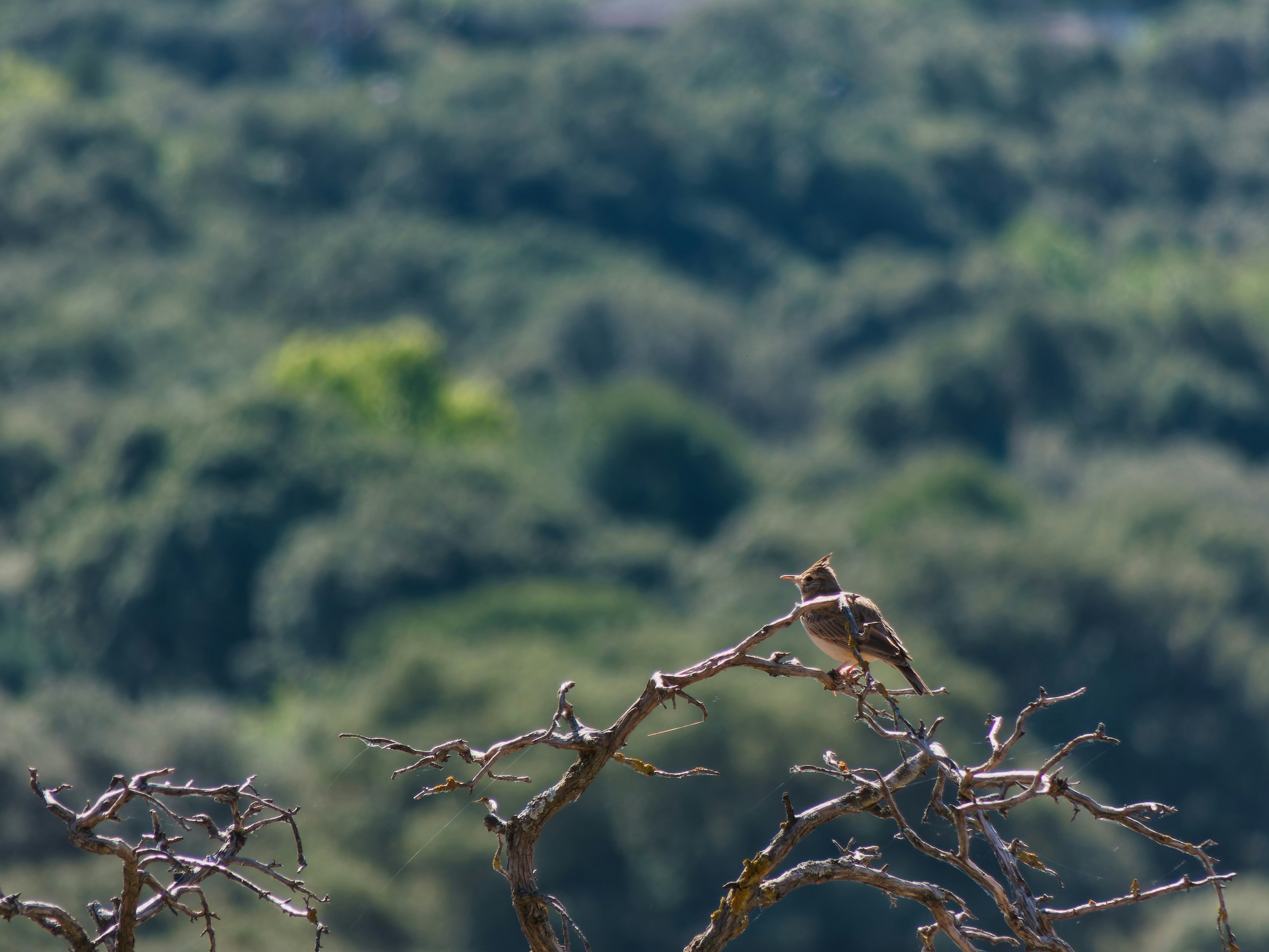 A bird sits on a tree branch